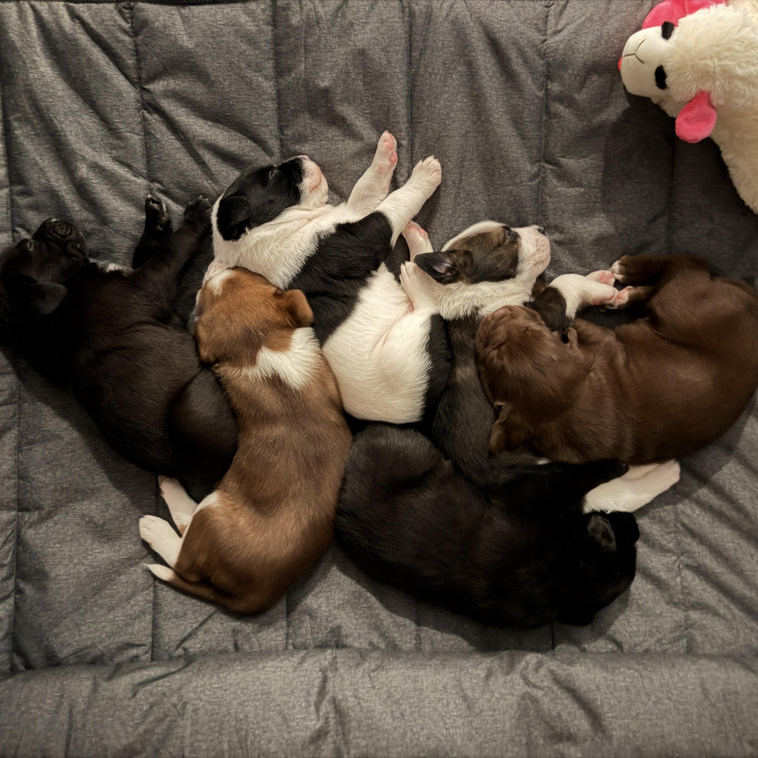 Enlarge Vader, an adopted mixed breed in Des Moines, WA image 6/6