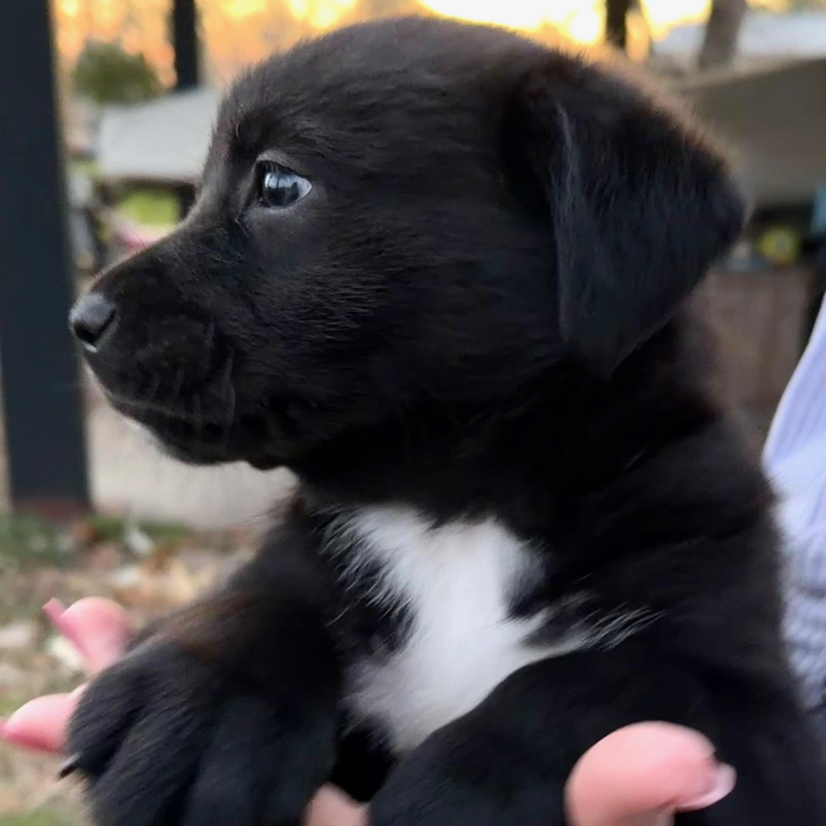 Enlarge Vader, an adopted mixed breed in Des Moines, WA image 3/6
