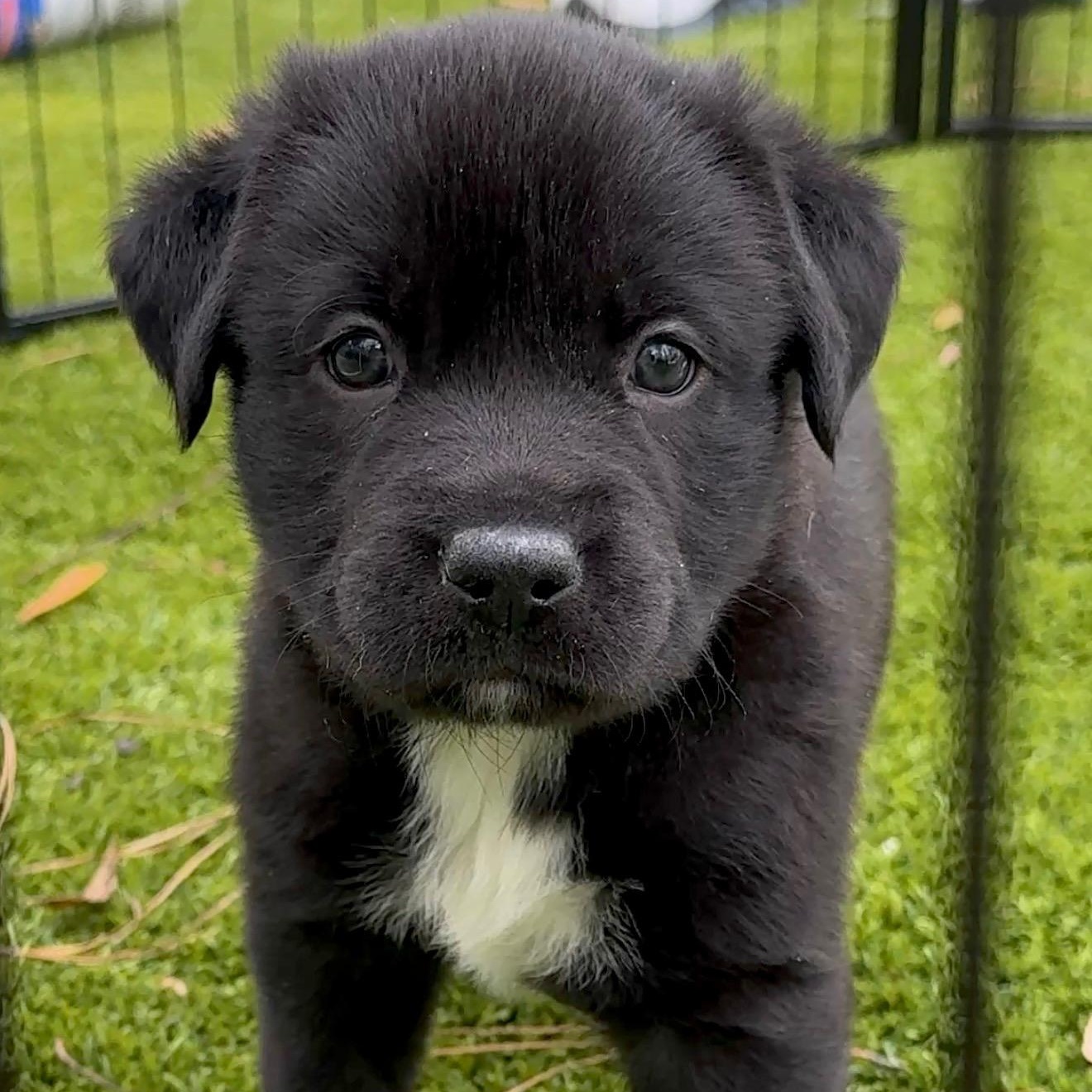Vader, adopted, Puppy Male Labrador Retriever & Black Labrador Retriever.