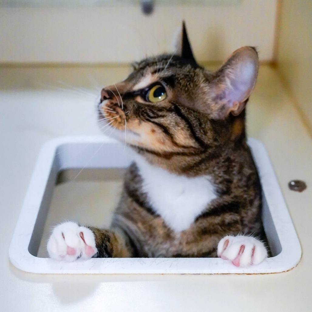 Beanie, Adoptable, Adult Female Domestic Short Hair.