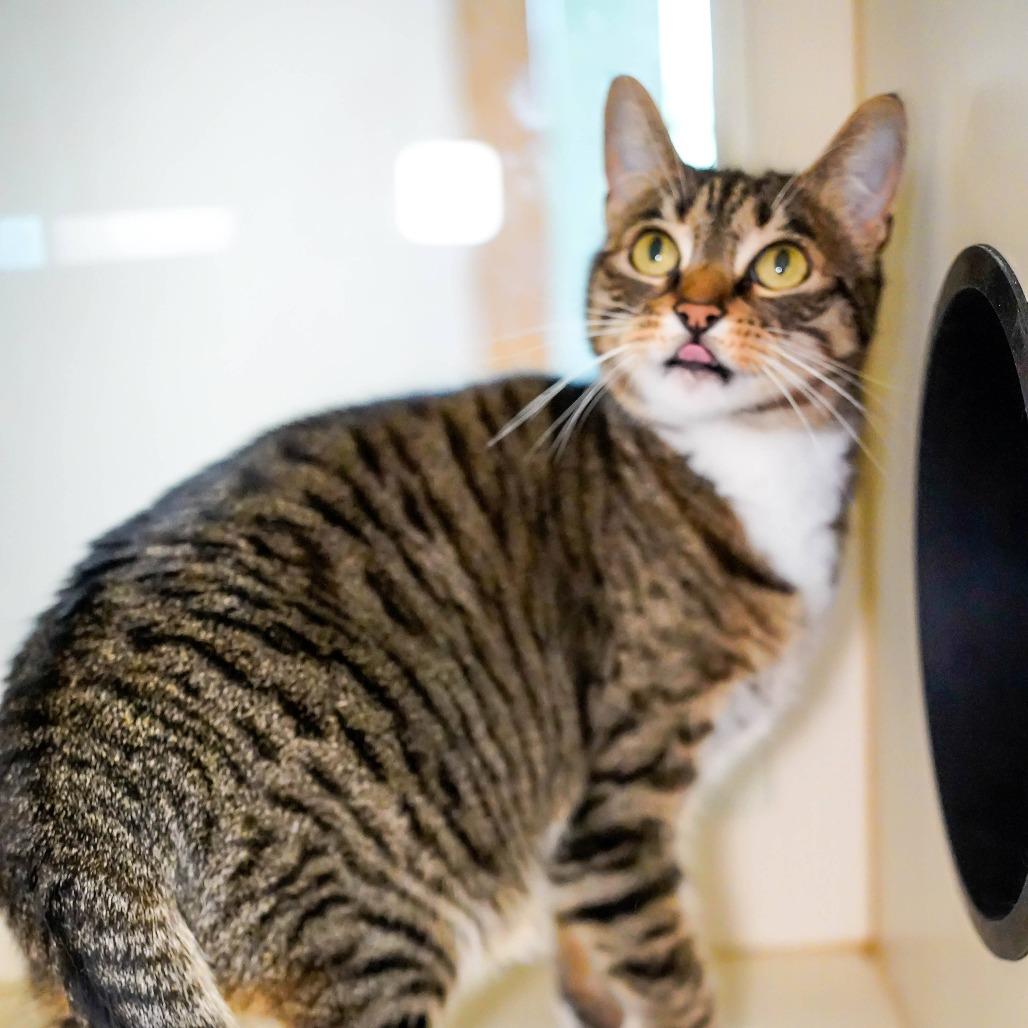 Enlarge Beanie, a Adoptable Domestic Short Hair in Thomaston, ME image 2/6