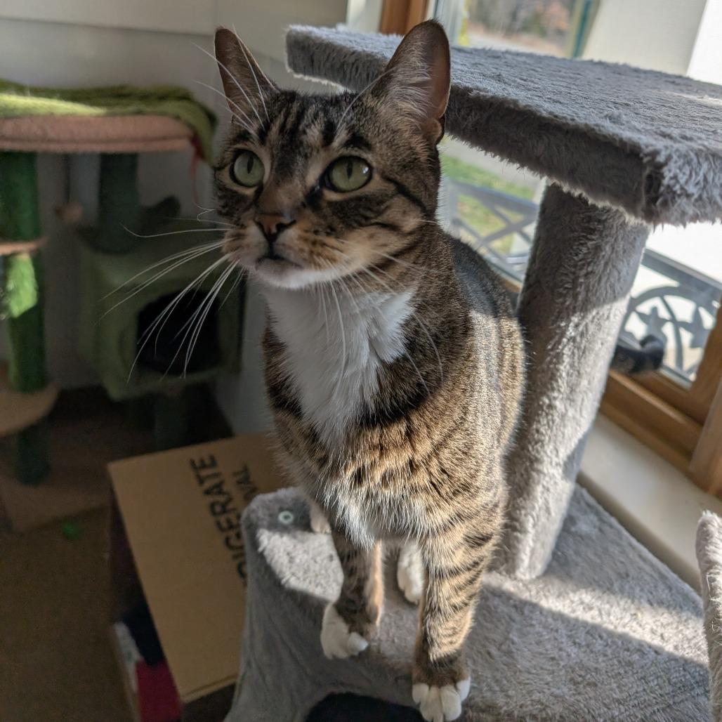 Enlarge Beanie, a Adoptable Domestic Short Hair in Thomaston, ME image 3/6