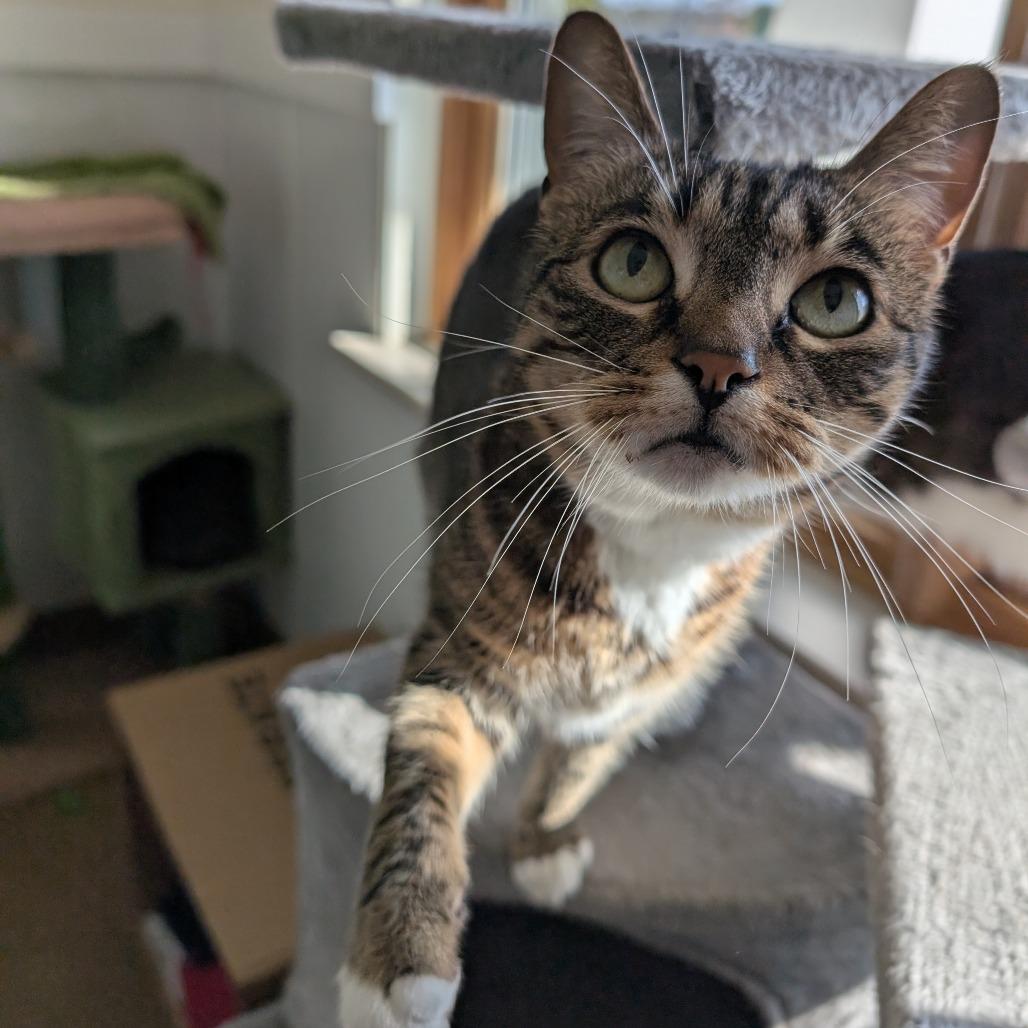 Enlarge Beanie, a Adoptable Domestic Short Hair in Thomaston, ME image 4/6