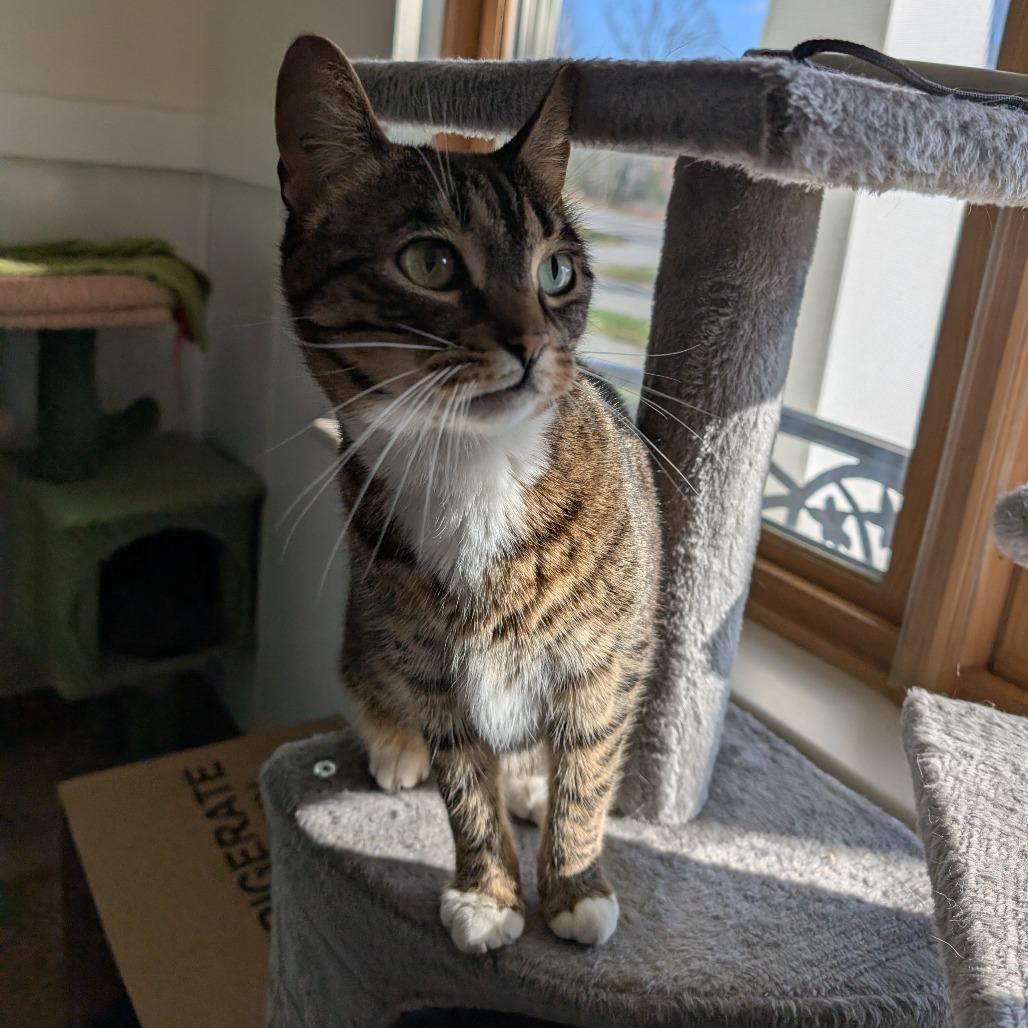 Enlarge Beanie, a Adoptable Domestic Short Hair in Thomaston, ME image 5/6