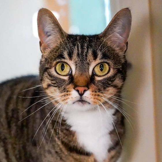 Enlarge Beanie, a Adoptable Domestic Short Hair in Thomaston, ME image 6/6