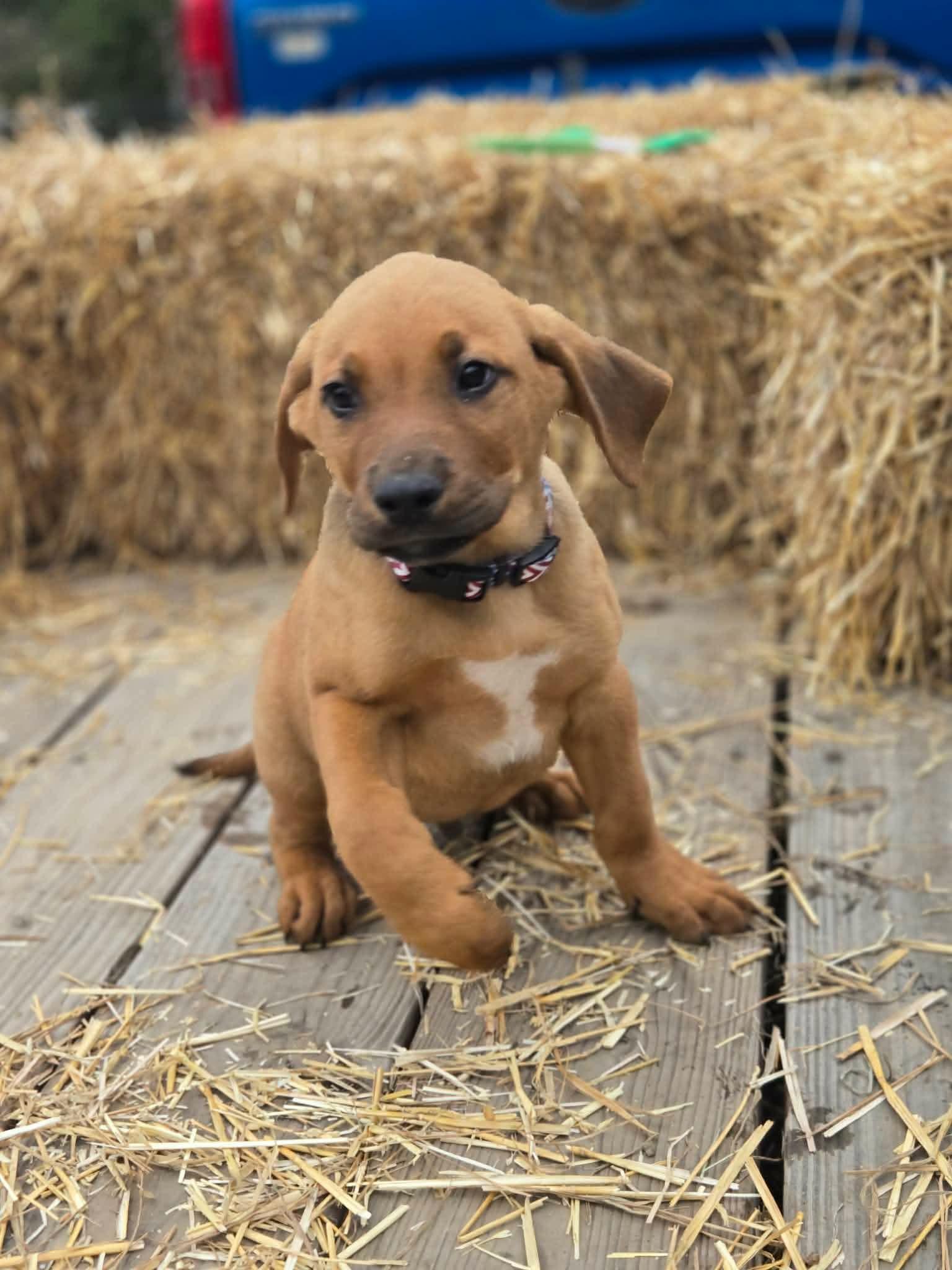 Enlarge Luke, a ADOPTABLE mixed breed image 1/1