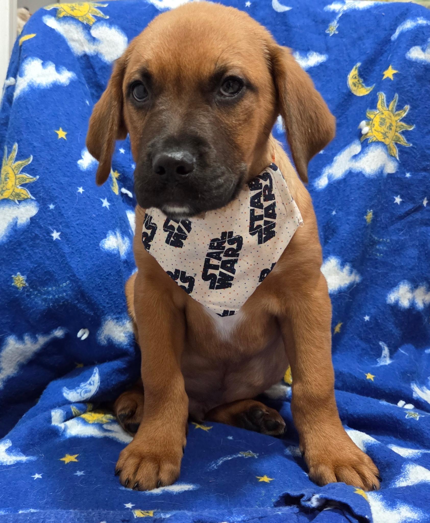 Luke, ADOPTABLE, Puppy Male Boxer & Beagle.