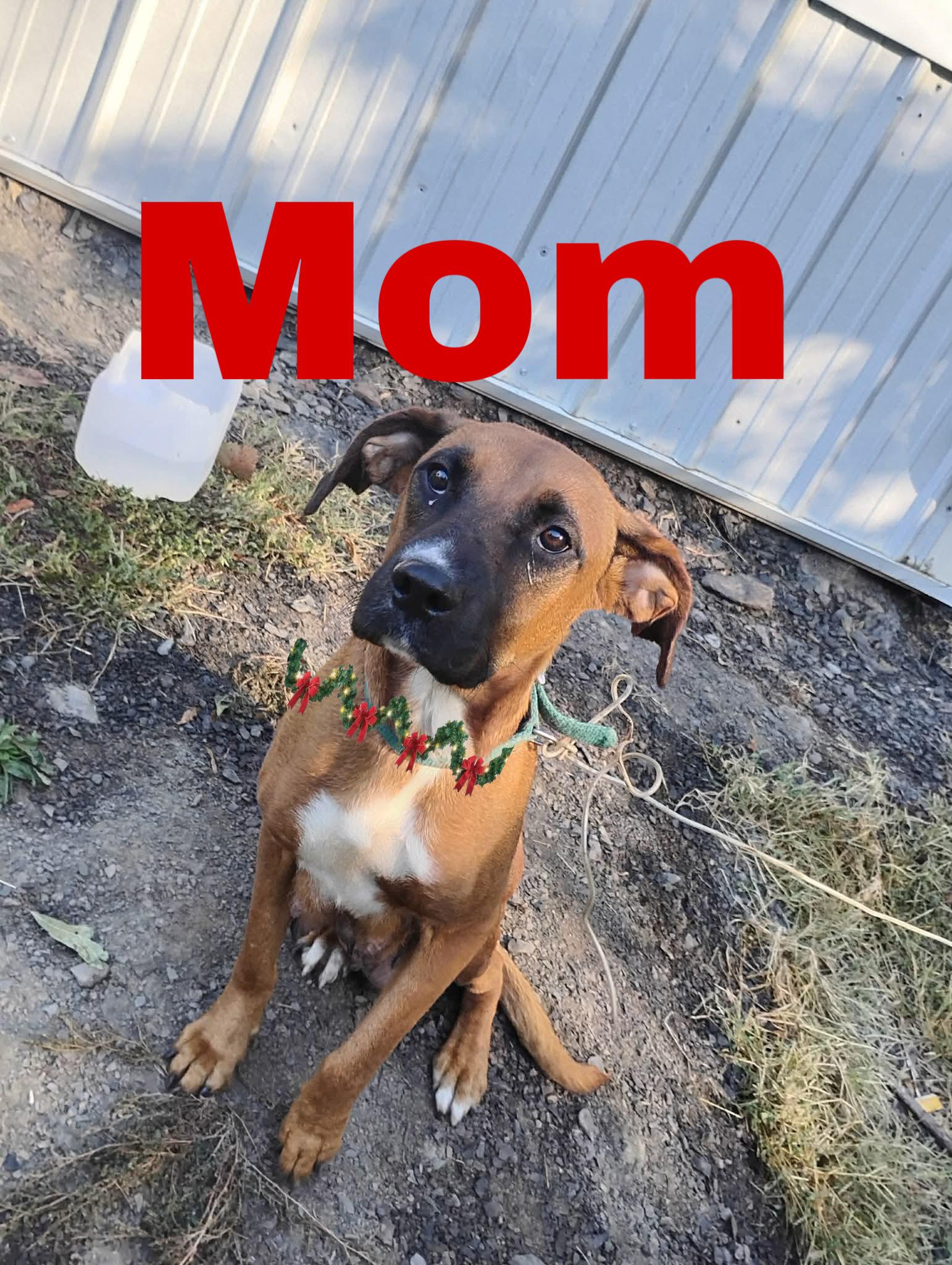 Luke, an adopted mixed breed in White Lake, MI image 6/6