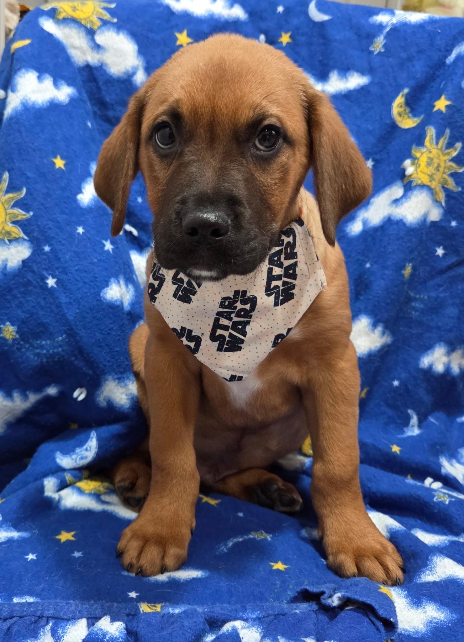 Luke, an adopted mixed breed in White Lake, MI image 4/6