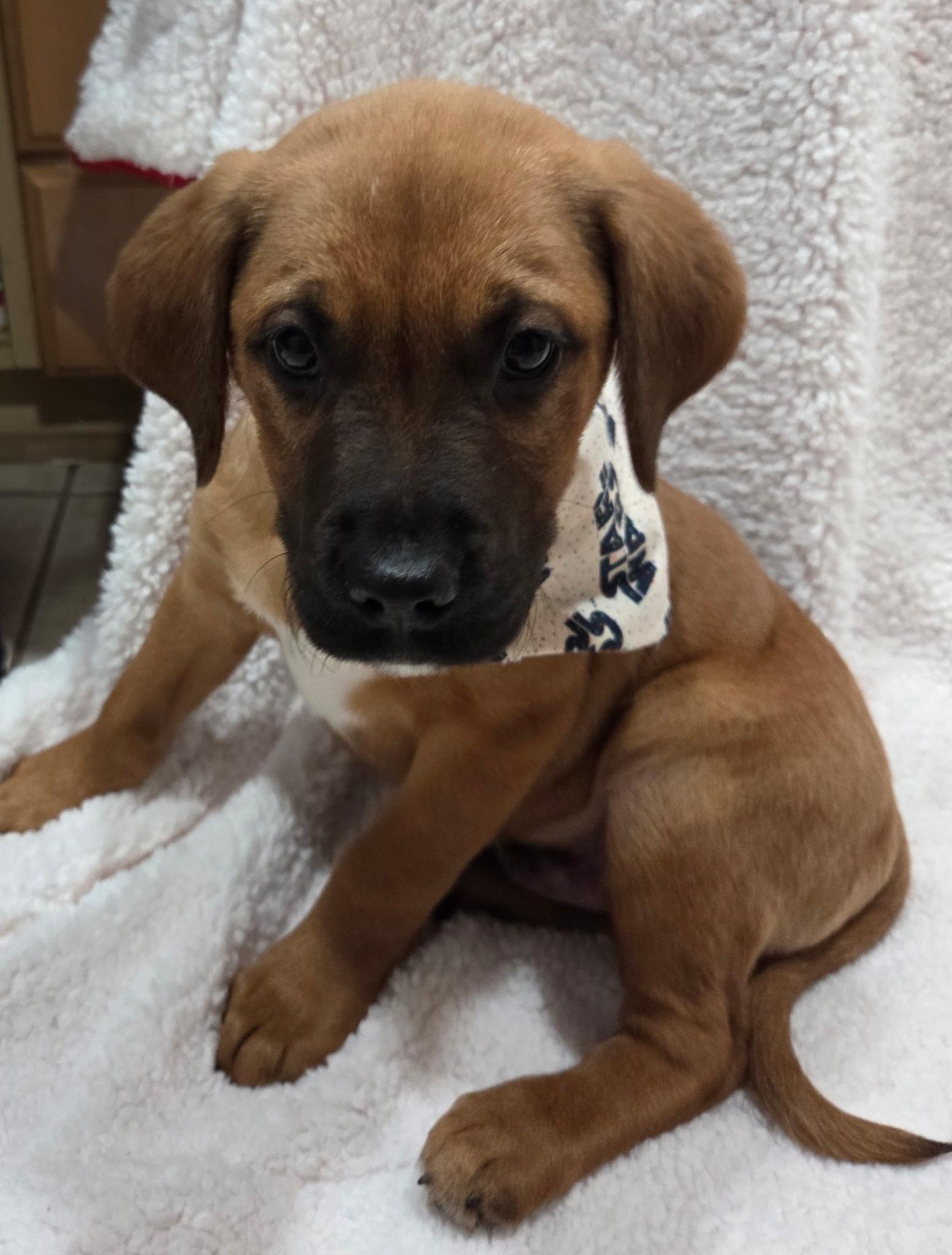 Luke, an adopted mixed breed in White Lake, MI image 5/6