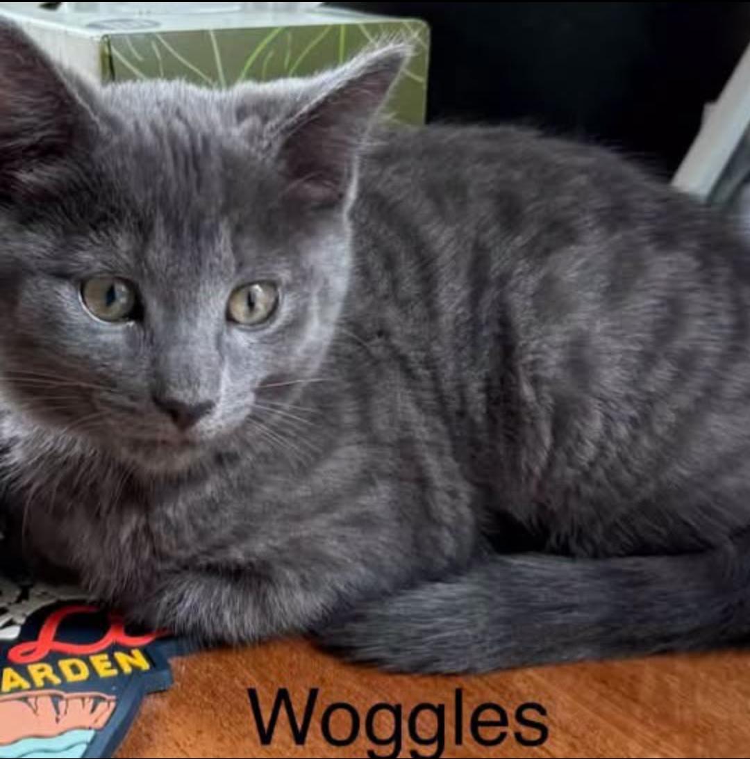 Enlarge Woggles, a Adoptable Domestic Short Hair in Topsham, ME image 1/2