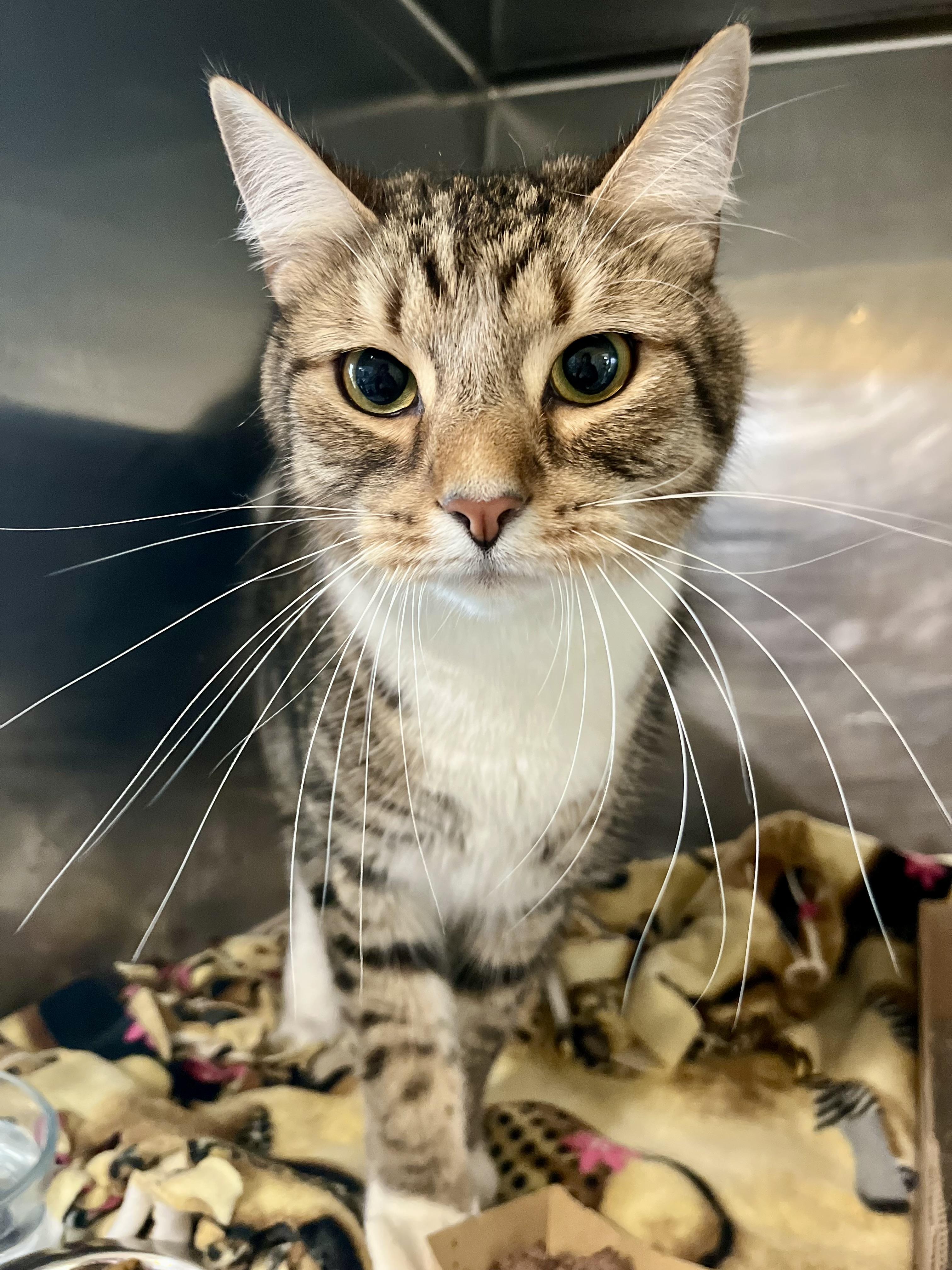 Bobby, adopted, Adult Male Domestic Short Hair.