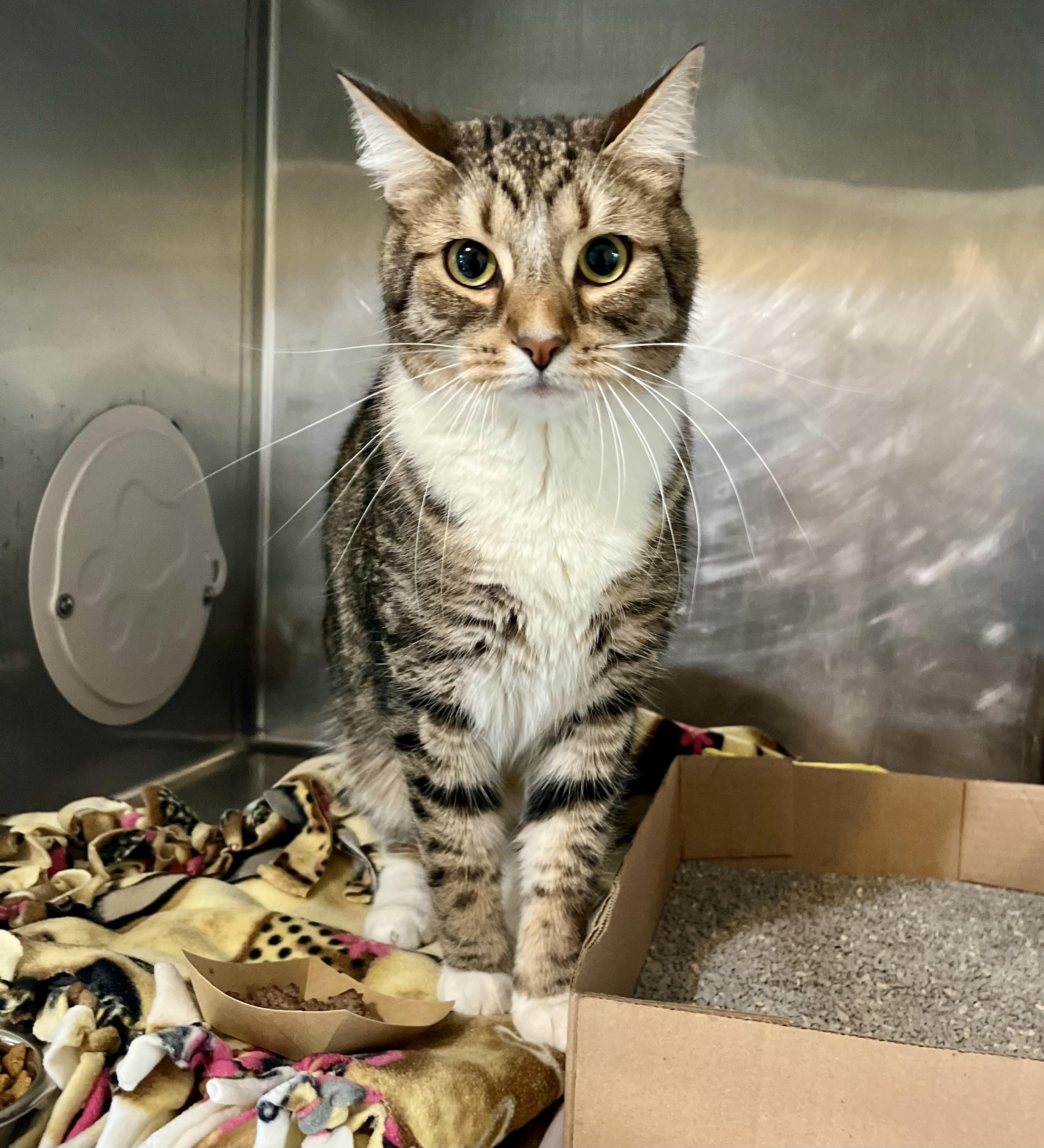 Bobby — thumbnail 3