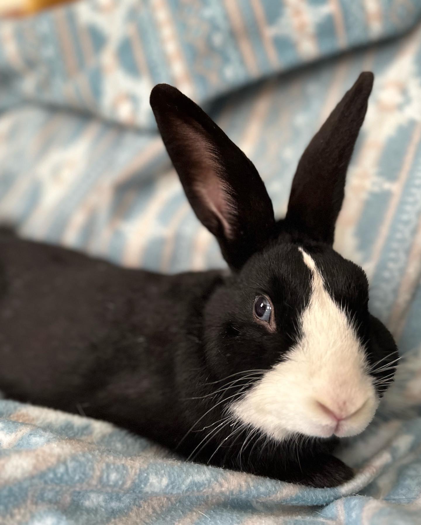 McCoy, Adoptable, Adult Male Bunny Rabbit.