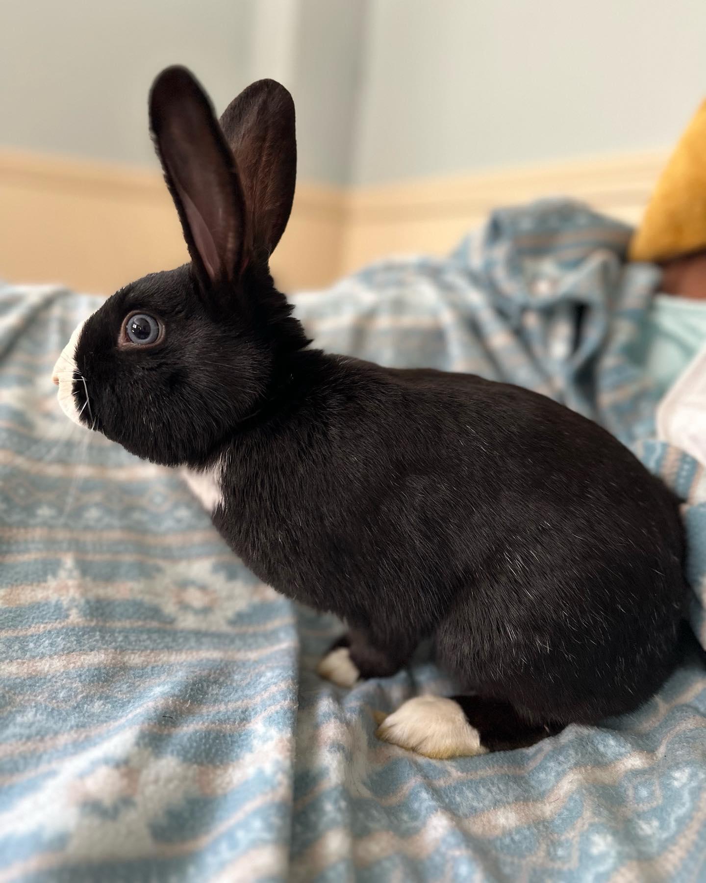 Enlarge McCoy, a Adoptable mixed breed in Westbrook, ME image 2/6