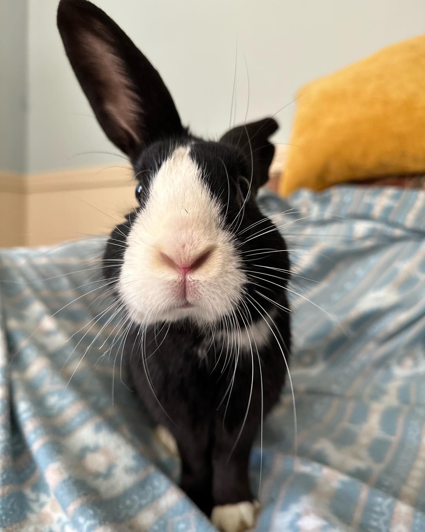Enlarge McCoy, a Adoptable mixed breed in Westbrook, ME image 4/6