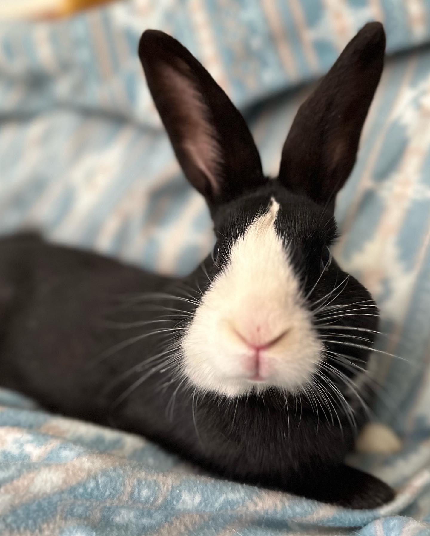 Enlarge McCoy, a Adoptable mixed breed in Westbrook, ME image 5/6