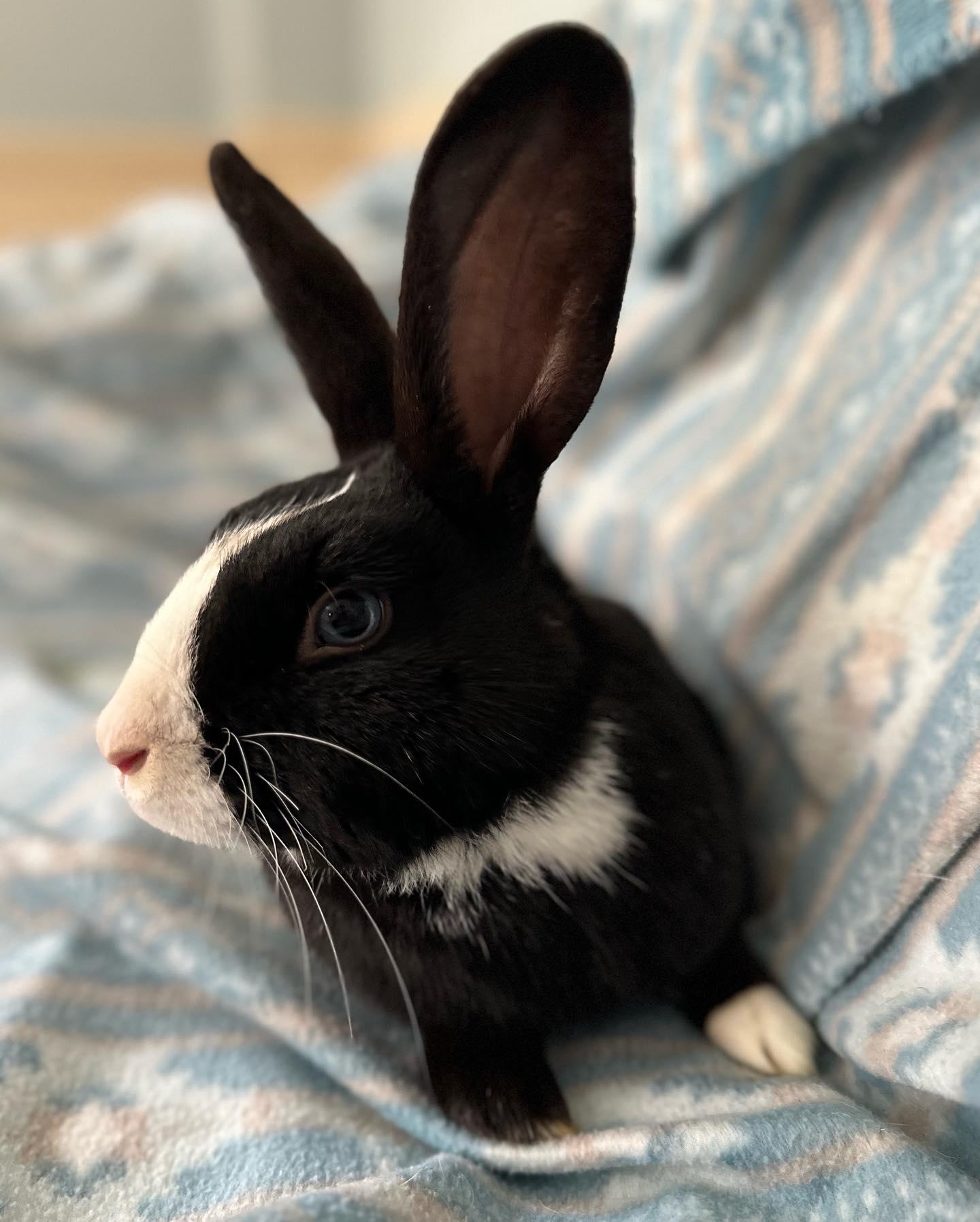 Enlarge McCoy, a Adoptable mixed breed in Westbrook, ME image 6/6