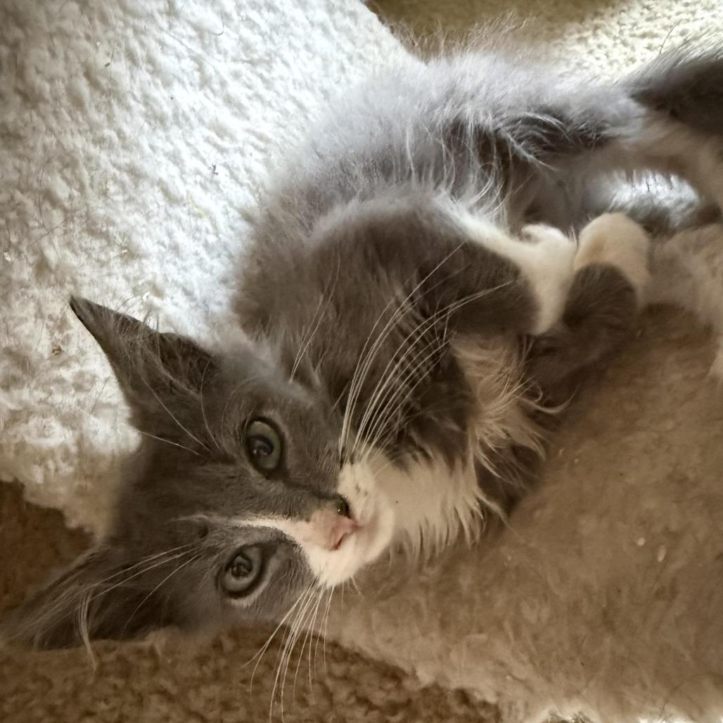 Tom, Adoptable, Kitten Male Domestic Medium Hair.