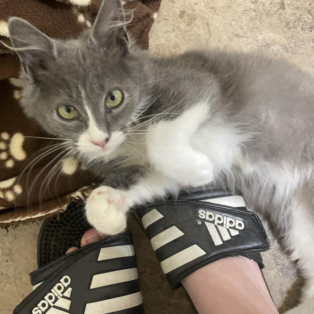 Enlarge Tom, a Adoptable Domestic Medium Hair in Charlottesville, VA image 2/6