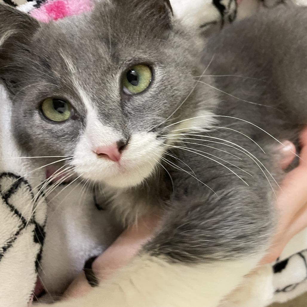 Enlarge Tom, a Adoptable Domestic Medium Hair in Charlottesville, VA image 3/6