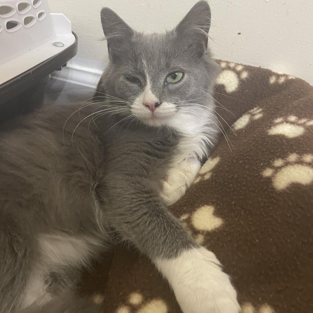 Enlarge Tom, a Adoptable Domestic Medium Hair in Charlottesville, VA image 4/6
