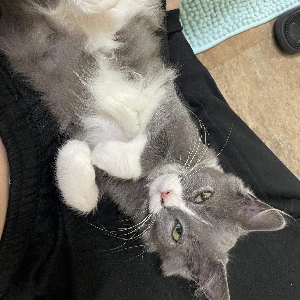 Enlarge Tom, a Adoptable Domestic Medium Hair in Charlottesville, VA image 5/6