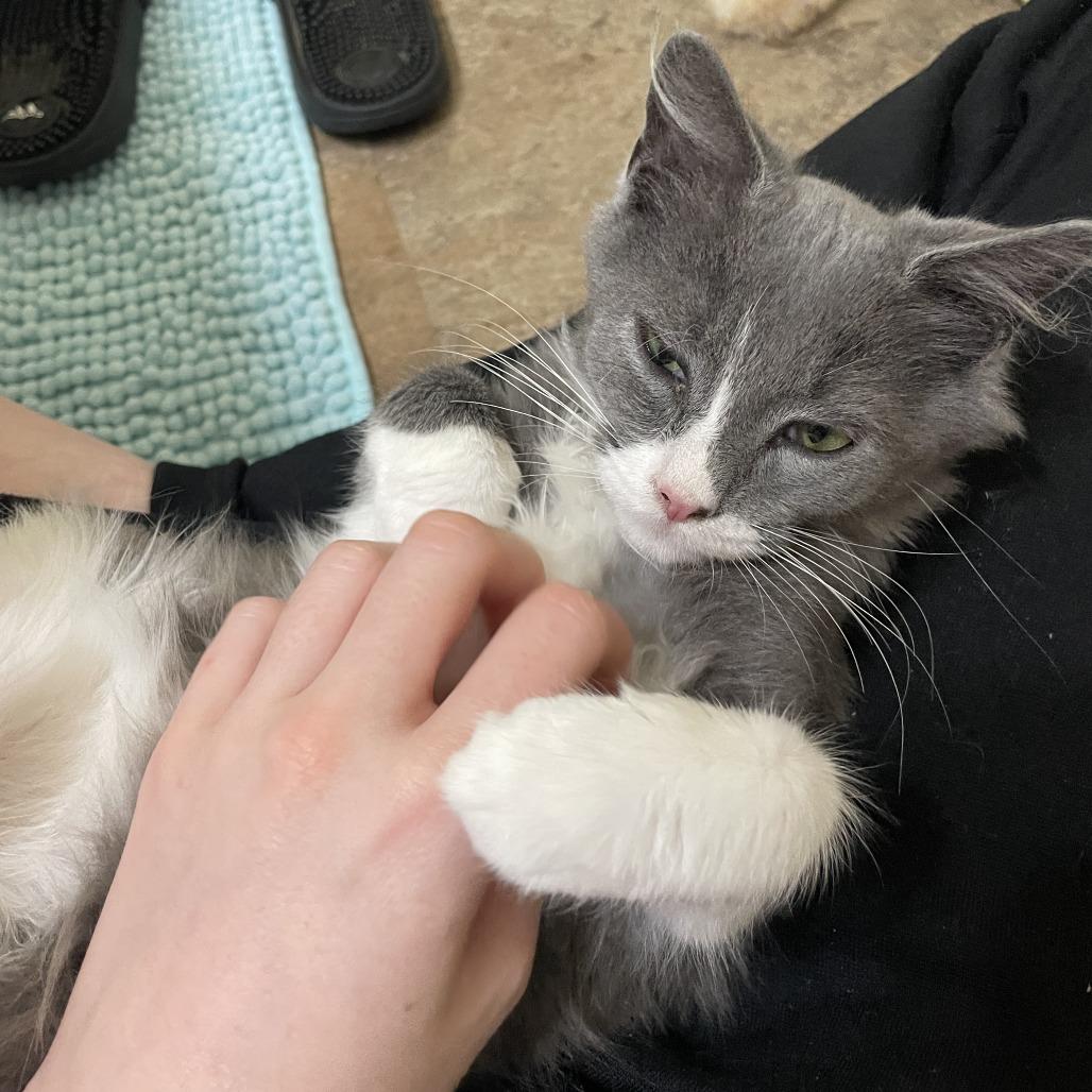 Enlarge Tom, a Adoptable Domestic Medium Hair in Charlottesville, VA image 6/6