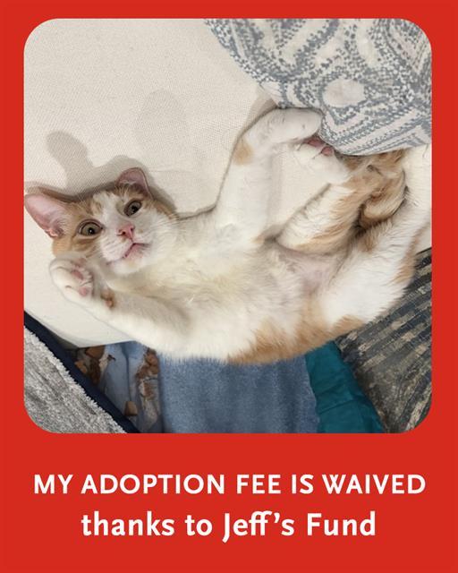 DENNIS, Adoptable, Adult Male Domestic Short Hair.