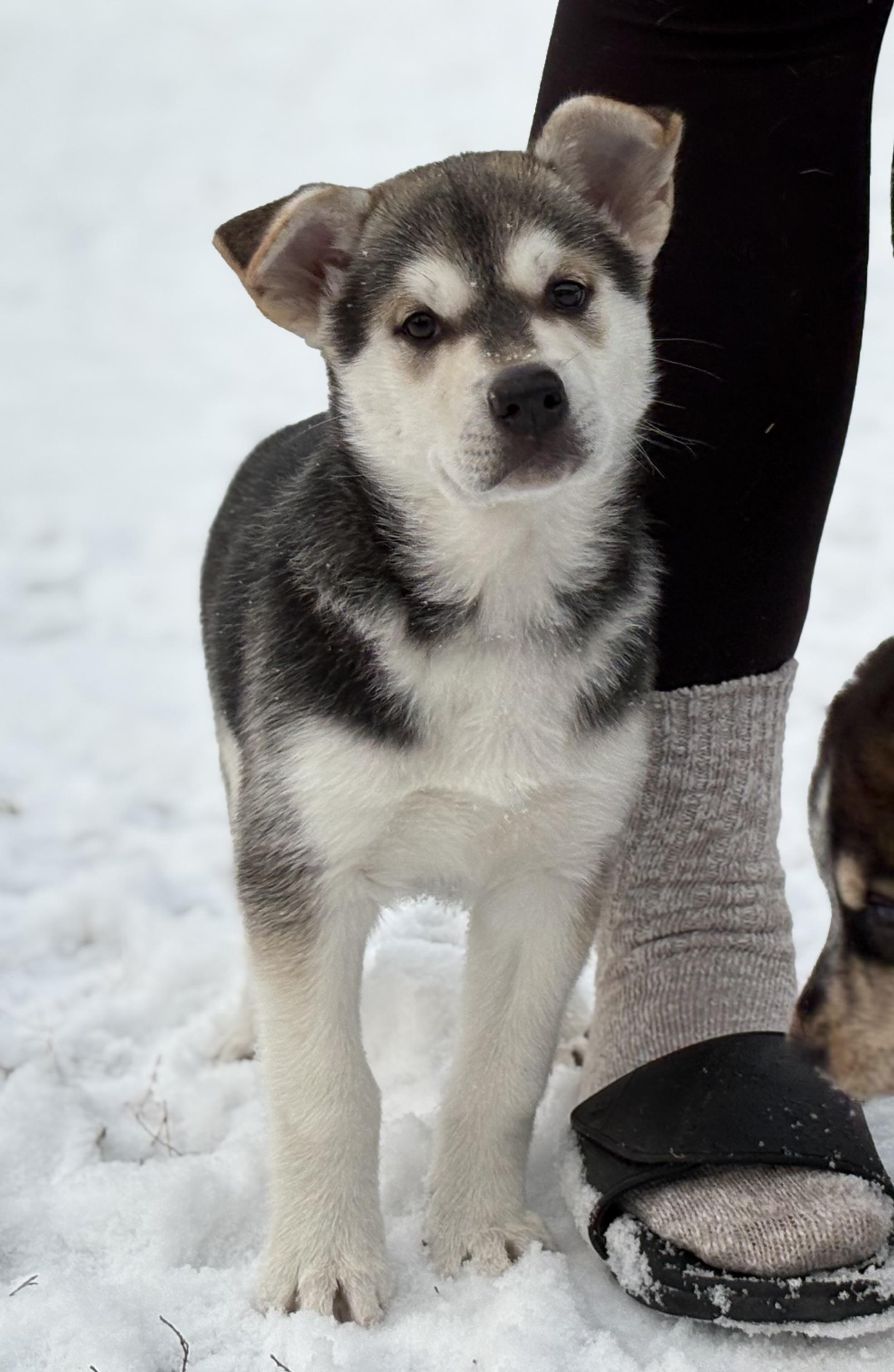Enlarge Puppy A, a Adoptable mixed breed in Saskatoon, SK image 2/6