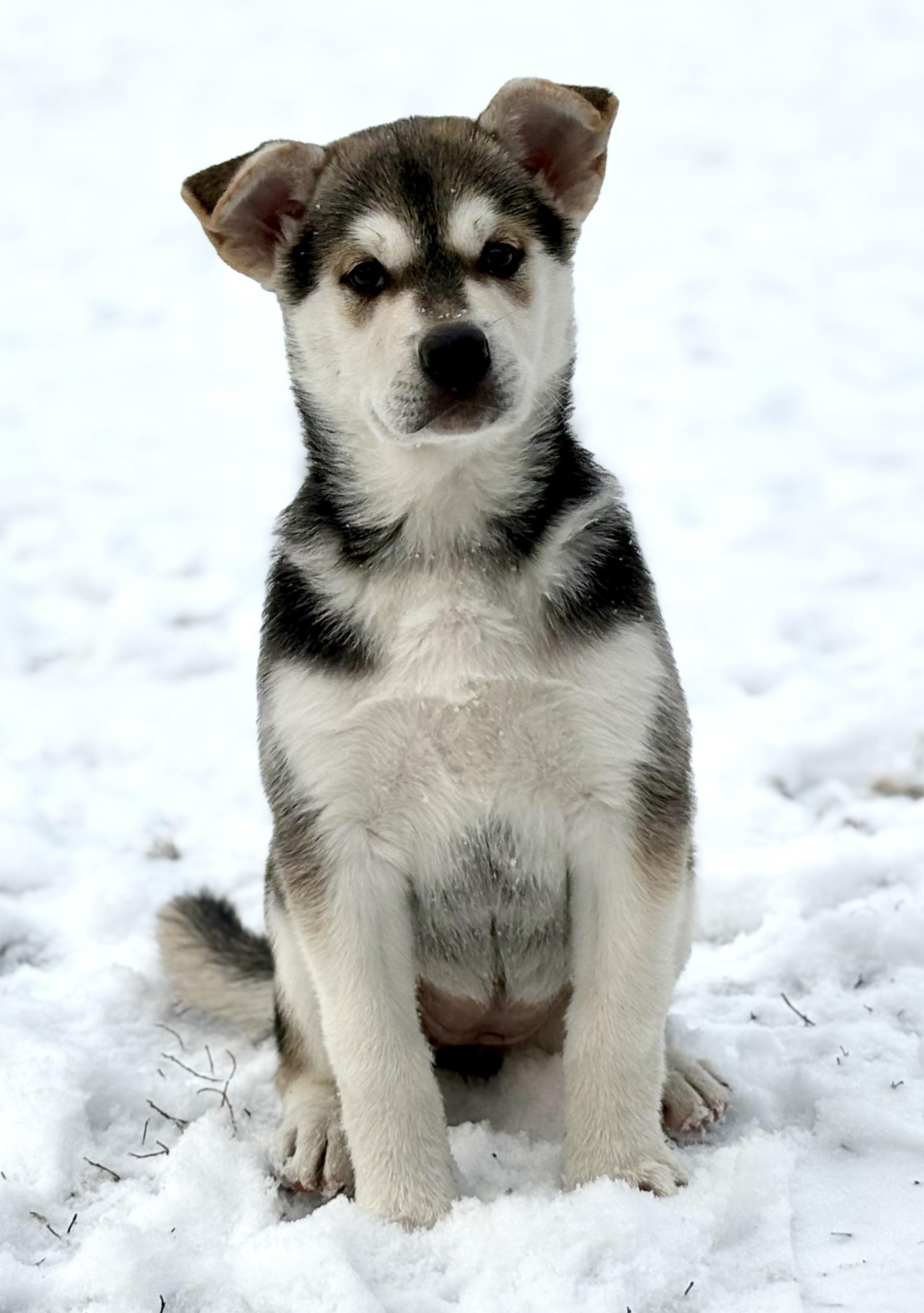 Enlarge Puppy A, a Adoptable mixed breed in Saskatoon, SK image 1/6