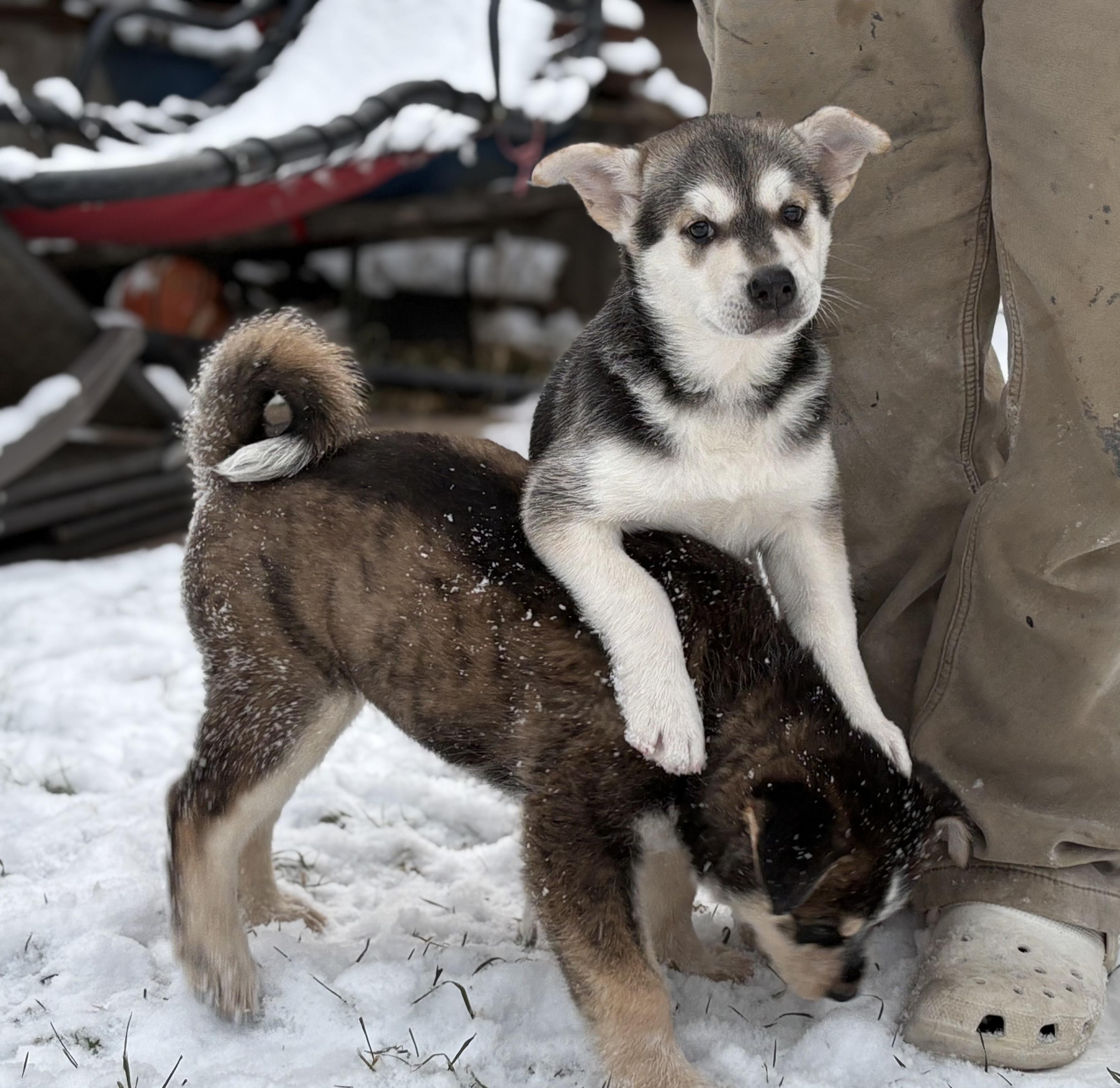 Enlarge Puppy A, a Adoptable mixed breed in Saskatoon, SK image 5/6
