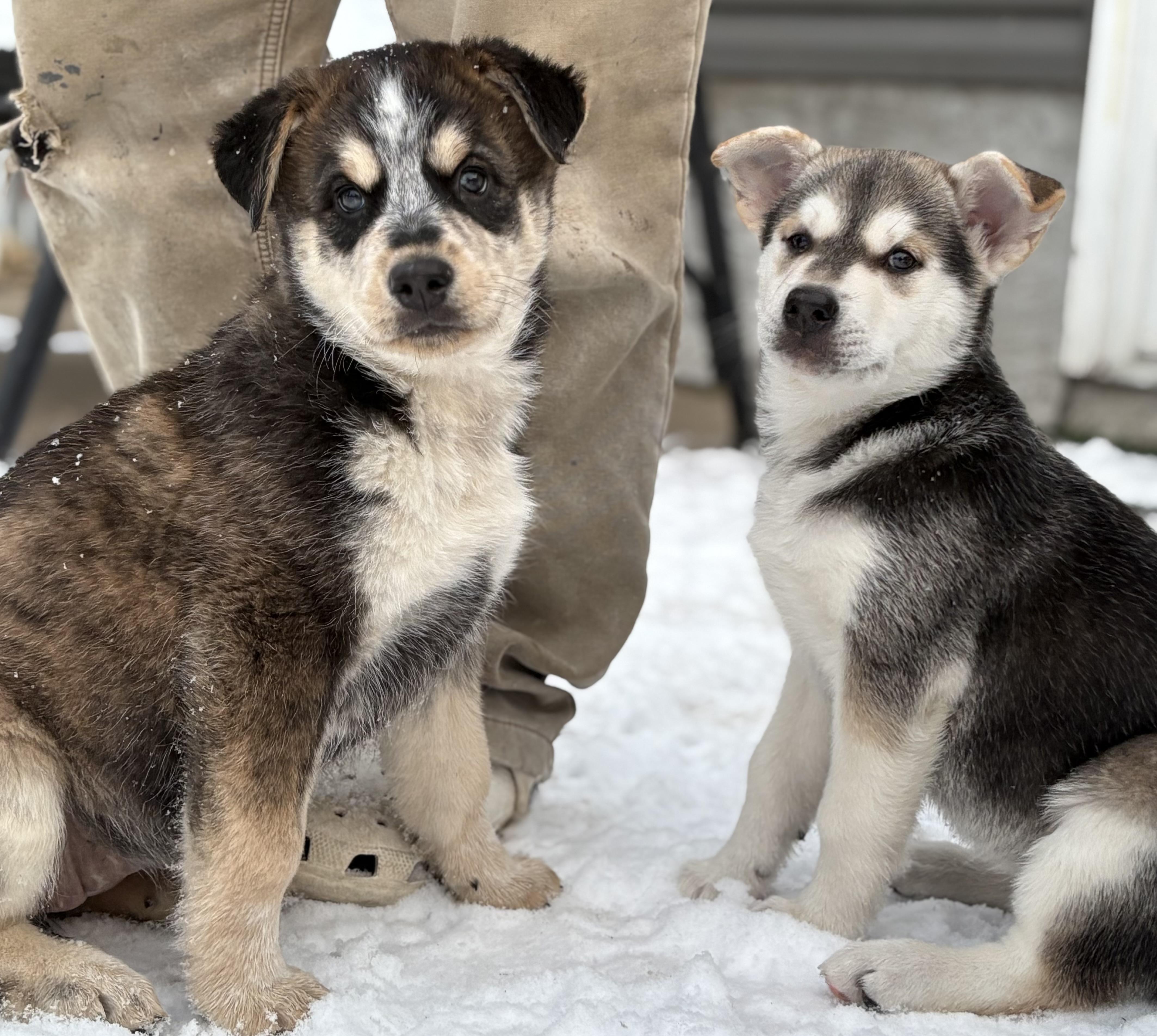 Enlarge Puppy A, a Adoptable mixed breed in Saskatoon, SK image 3/6