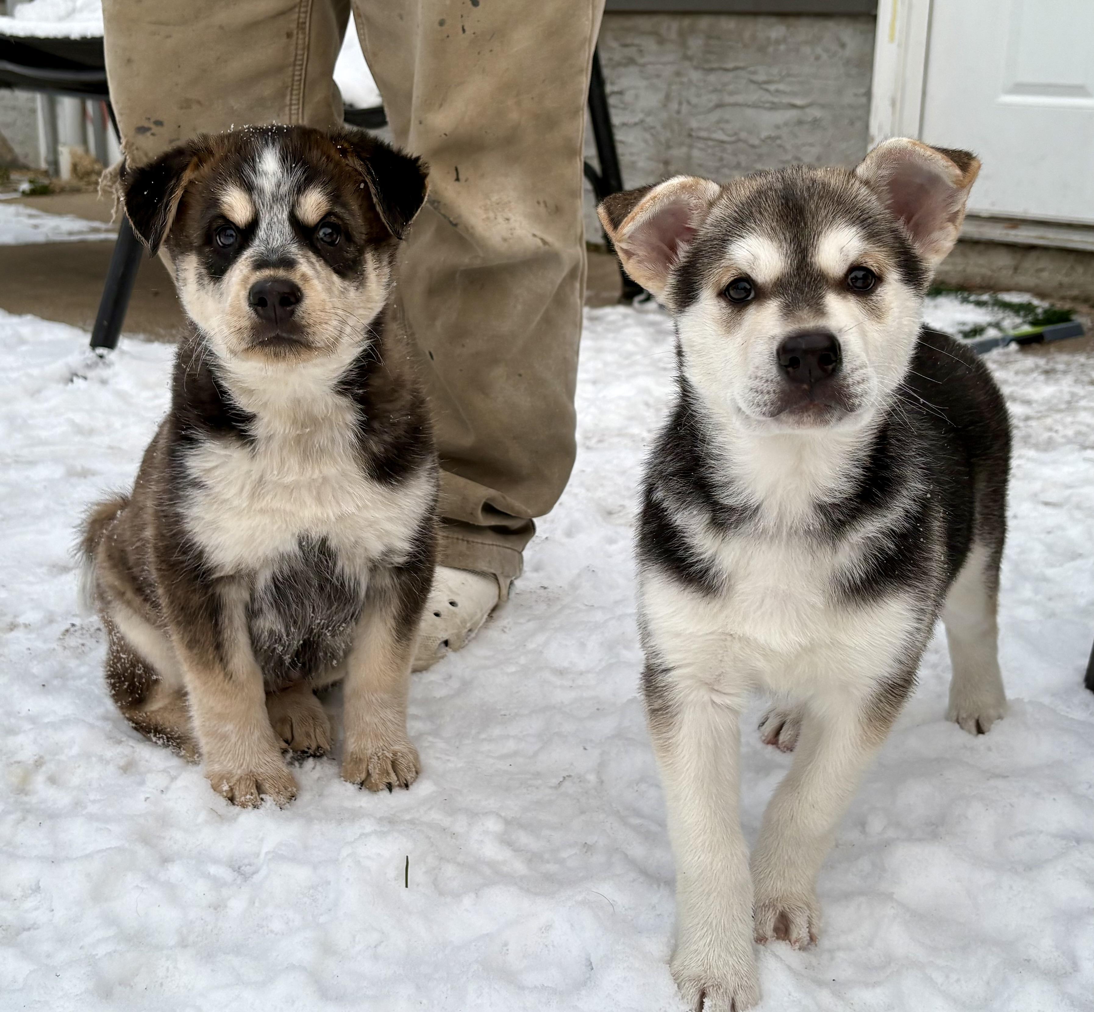 Enlarge Puppy A, a Adoptable mixed breed in Saskatoon, SK image 4/6