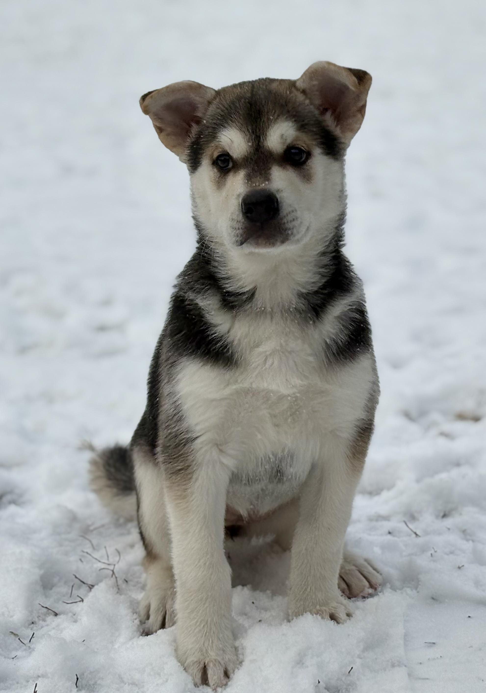 Enlarge Puppy A, a Adoptable mixed breed in Saskatoon, SK image 6/6