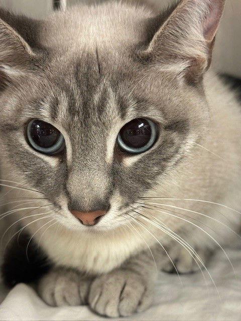 Enlarge Sammie, a Adopted Siamese in Herndon, VA image 1/1