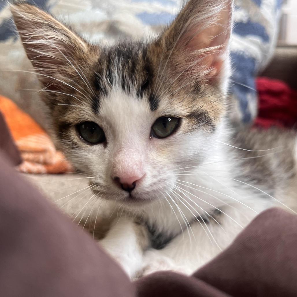Enlarge Jinx, a Adoptable Domestic Short Hair in Richland, MI image 1/1