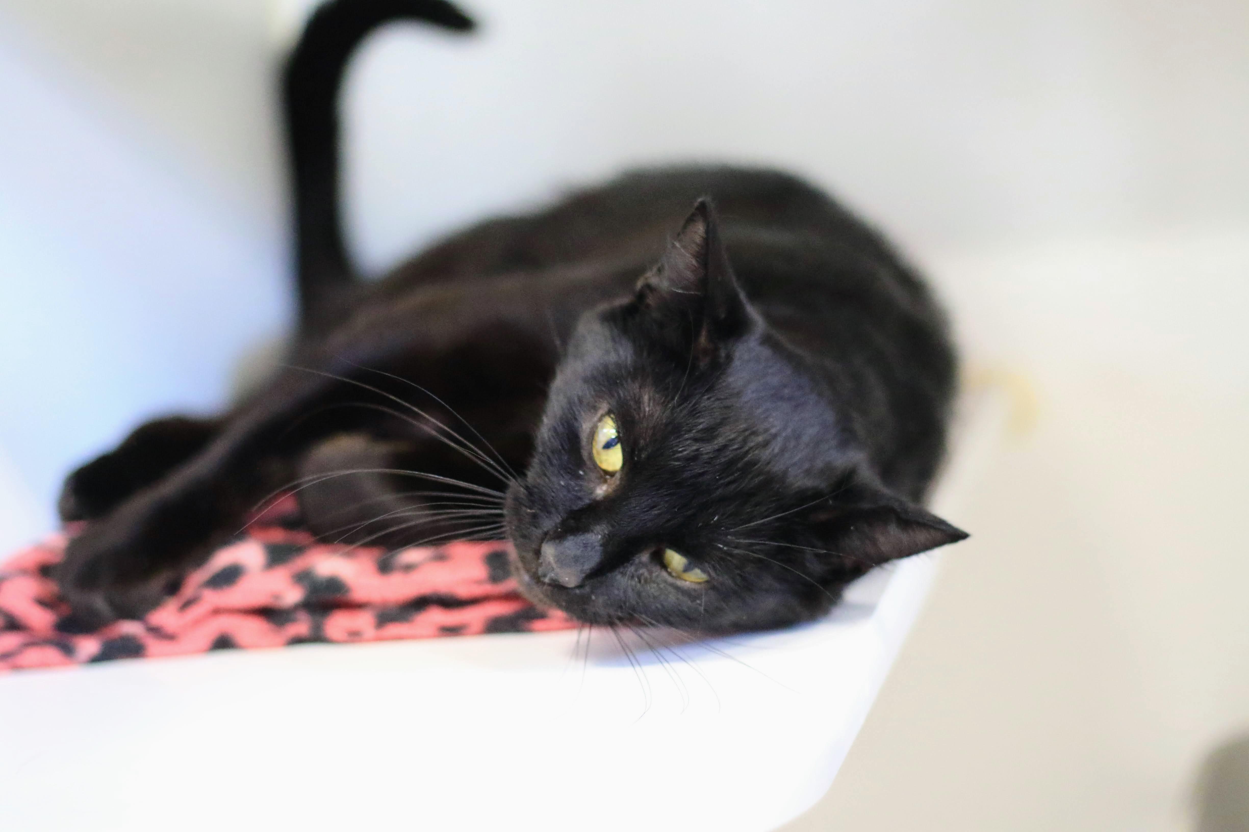 Dapple, an adoptable Domestic Short Hair in Boise, ID, 83709 | Photo Image 3