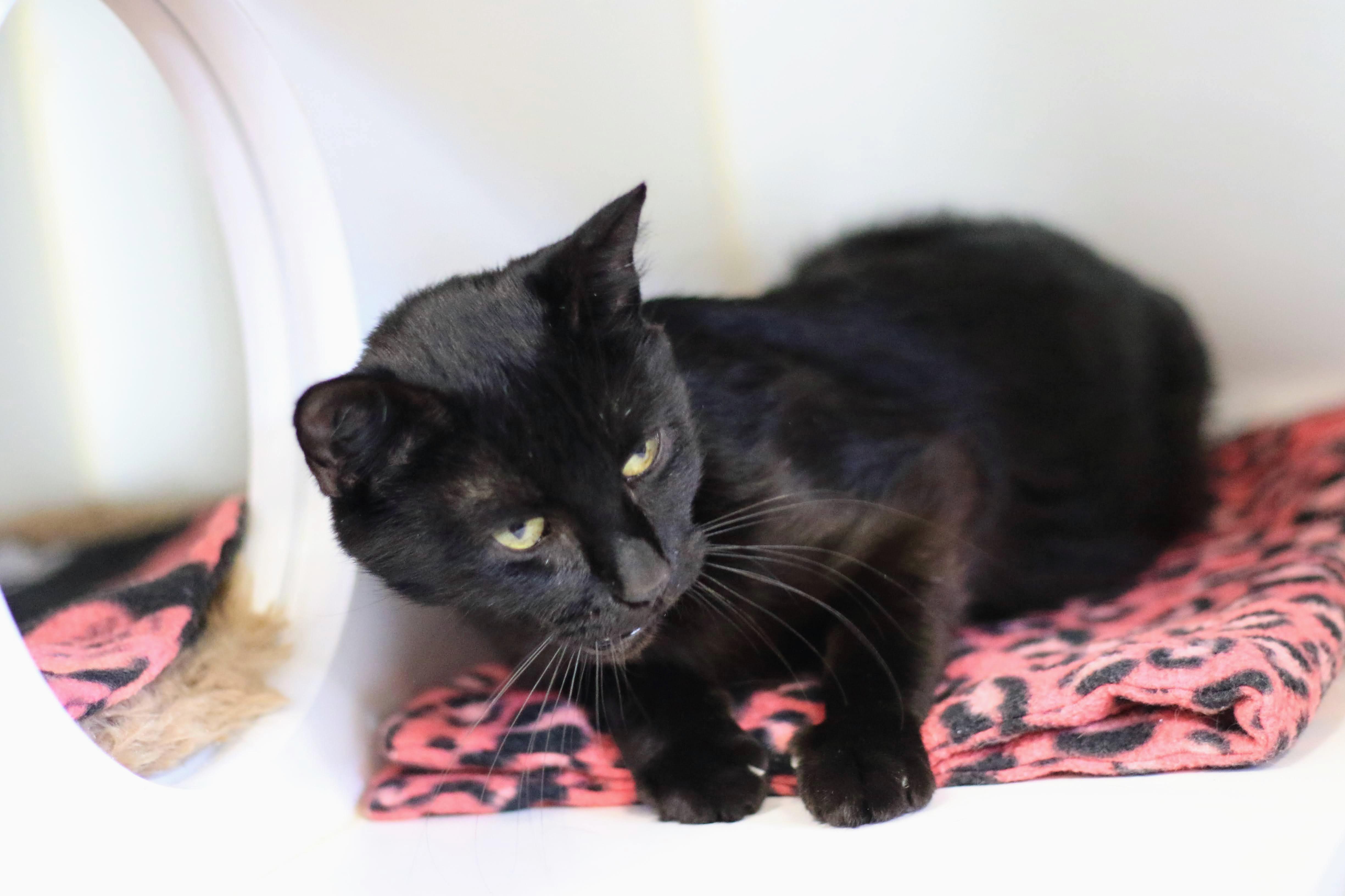 Dapple, an adoptable Domestic Short Hair in Boise, ID, 83709 | Photo Image 1