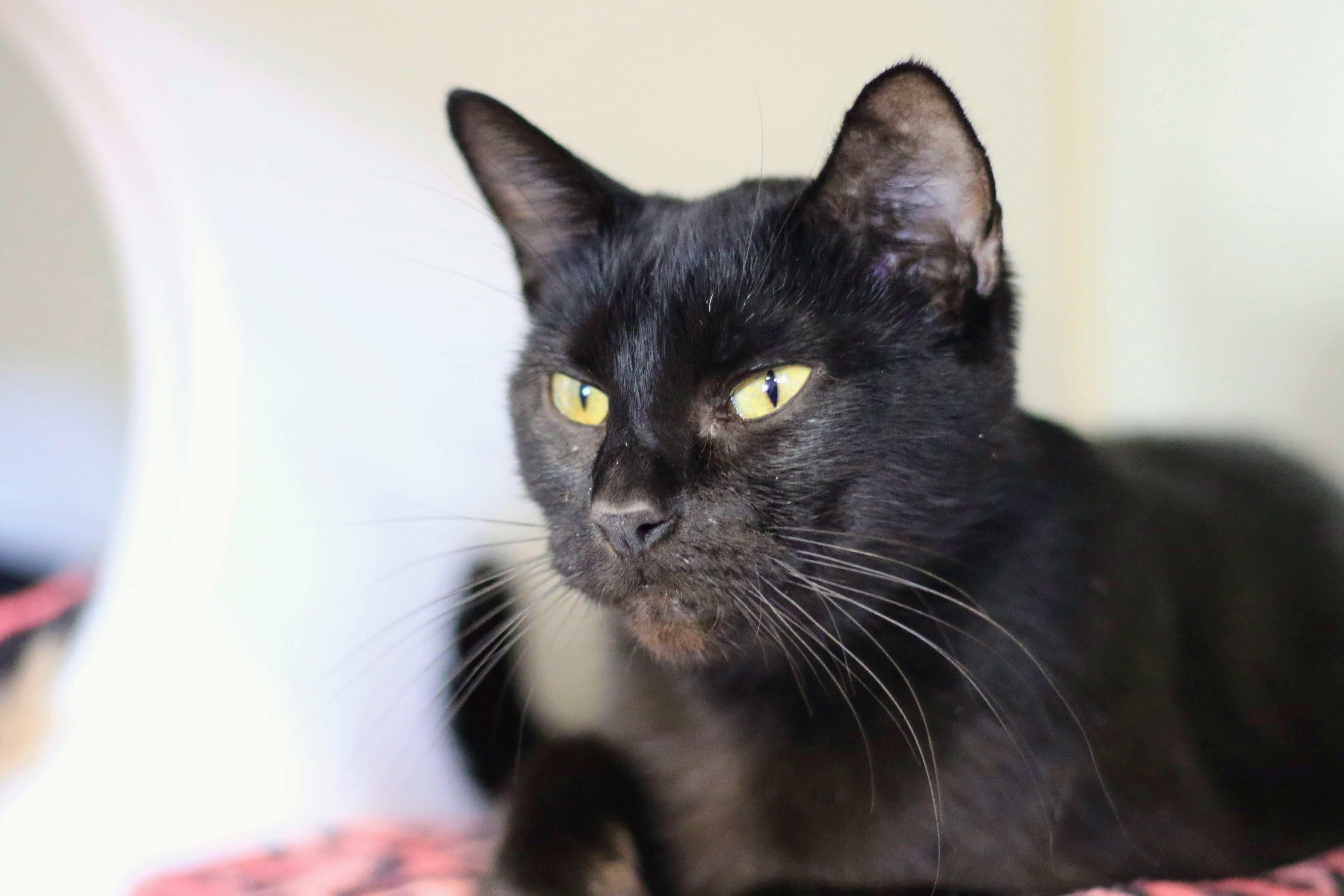 Dapple, an adoptable Domestic Short Hair in Boise, ID, 83709 | Photo Image 2