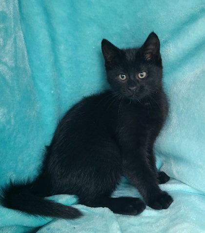 Enlarge 7051 (Idol), a Adoptable Domestic Short Hair in Lake City, MI image 1/1
