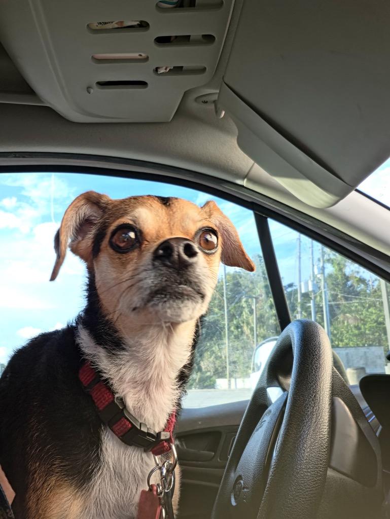 Monkey, a Adoptable mixed breed in Tampa, FL image 1/2