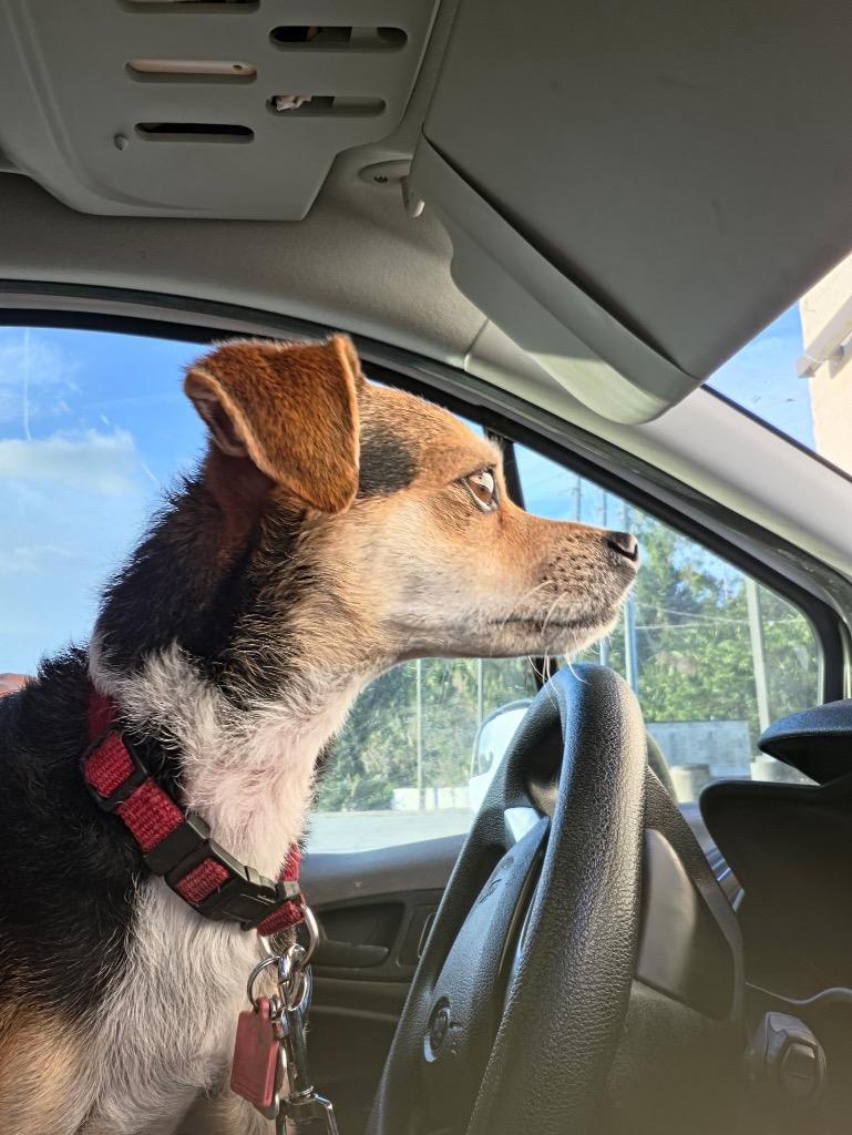 Monkey, a Adoptable mixed breed in Tampa, FL image 2/2