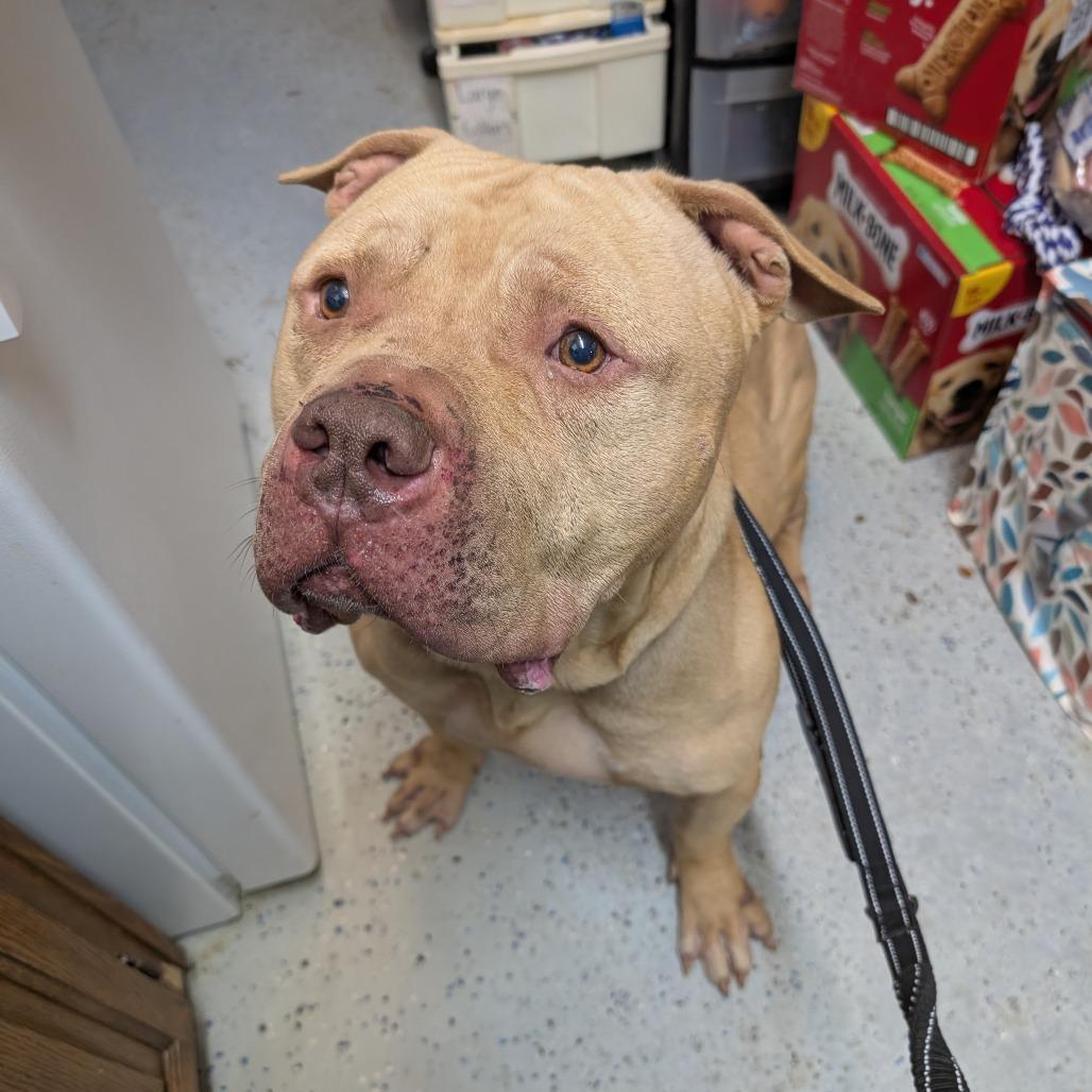 Beefcake, Adoptable, Adult Male American Staffordshire Terrier.