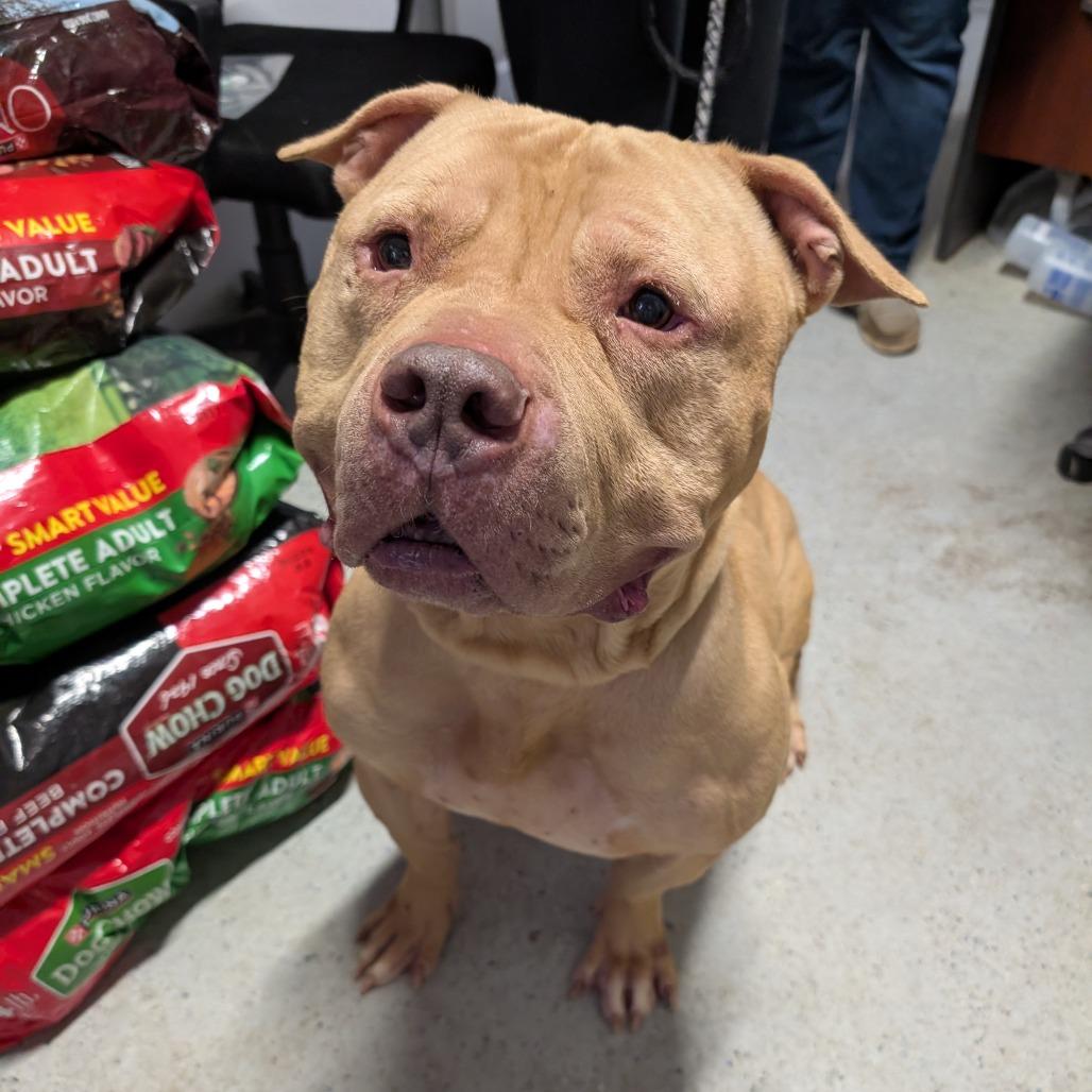 Enlarge Beefcake, a Adoptable American Staffordshire Terrier in Blair, WI image 3/4