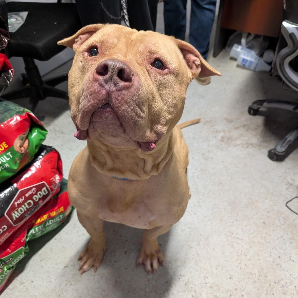Enlarge Beefcake, a Adoptable American Staffordshire Terrier in Blair, WI image 4/4