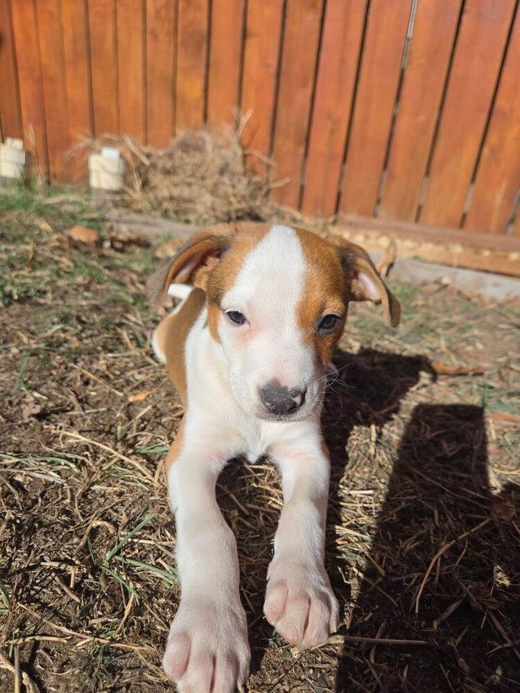 Hans, Adoptable, Puppy Male Labrador Retriever.
