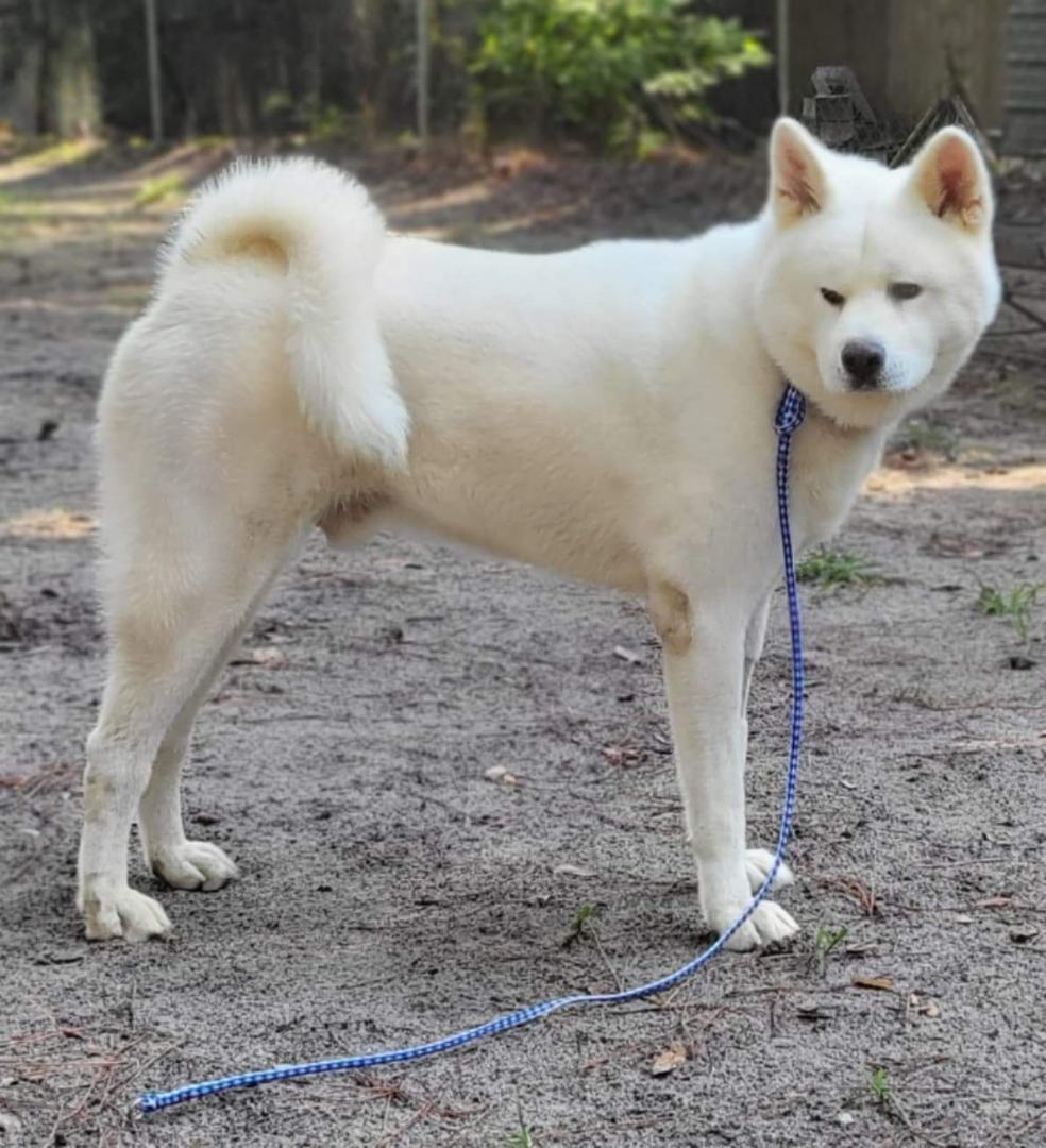 Enlarge Sebastian , a Adoptable Akita in Jacksonville, FL image 1/8