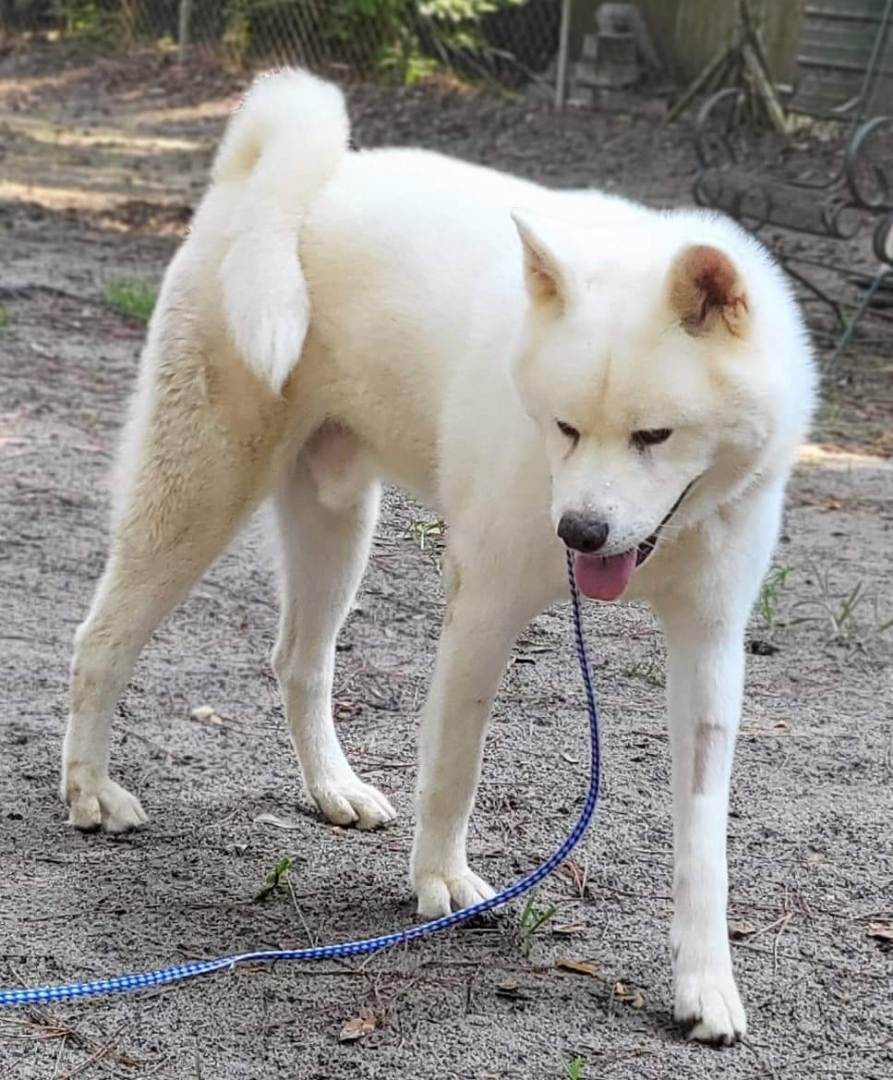 Enlarge Sebastian , a Adoptable Akita in Jacksonville, FL image 2/8