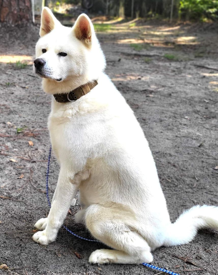 Enlarge Sebastian , a Adoptable Akita in Jacksonville, FL image 4/8